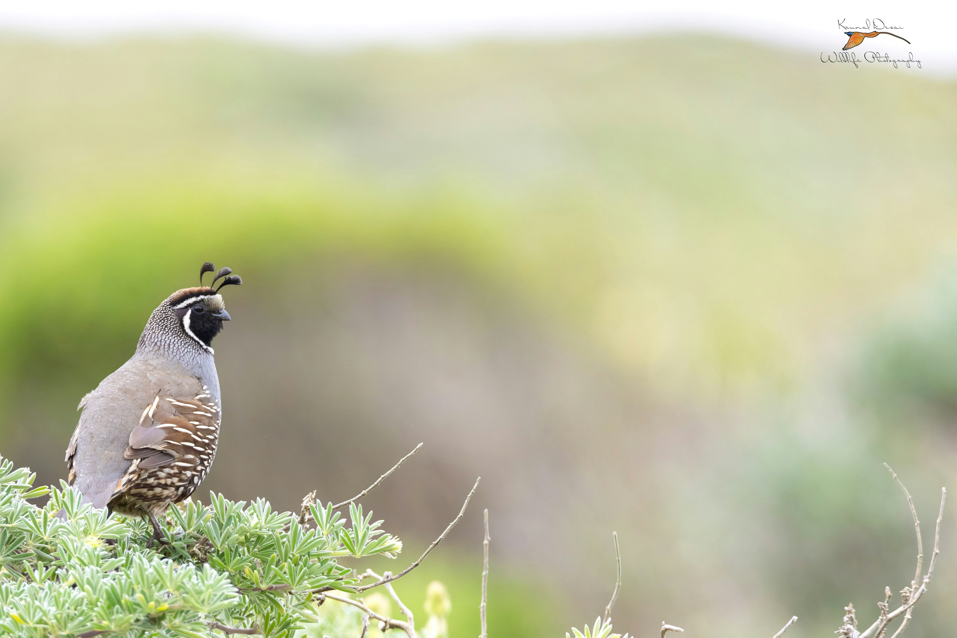 California quail