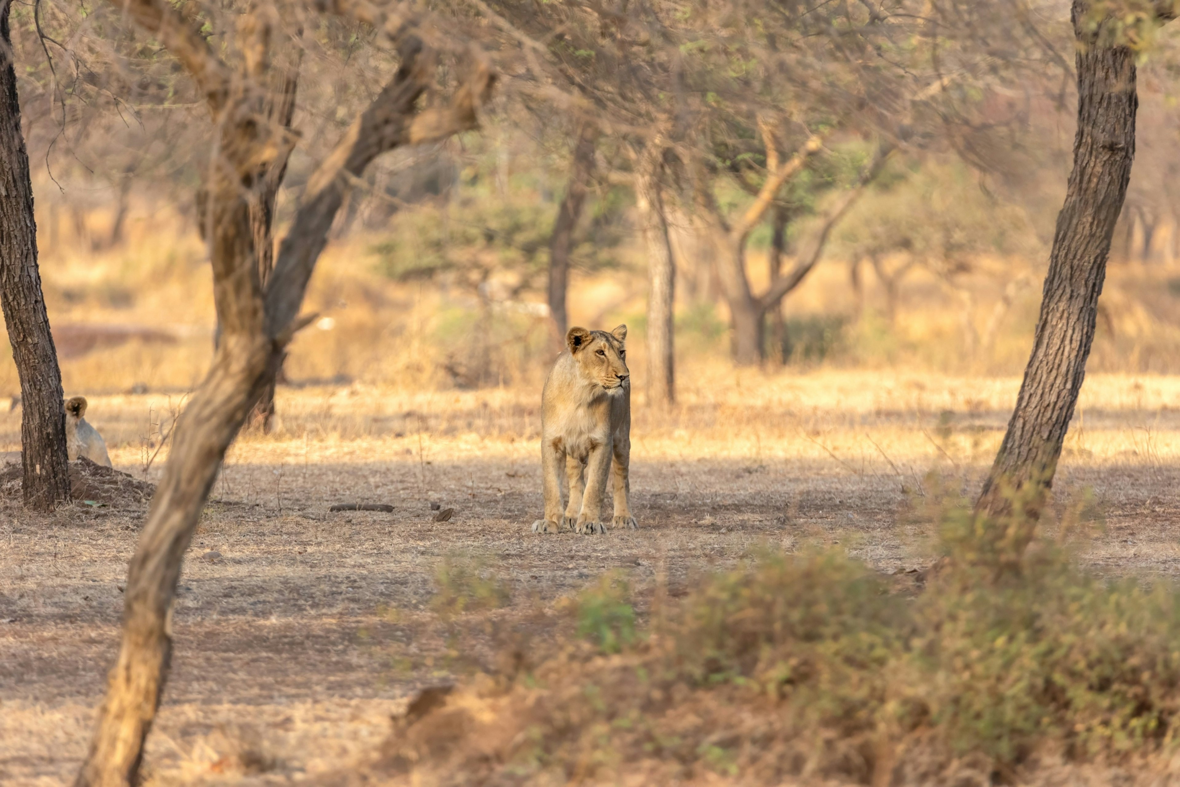 Asiatic lion