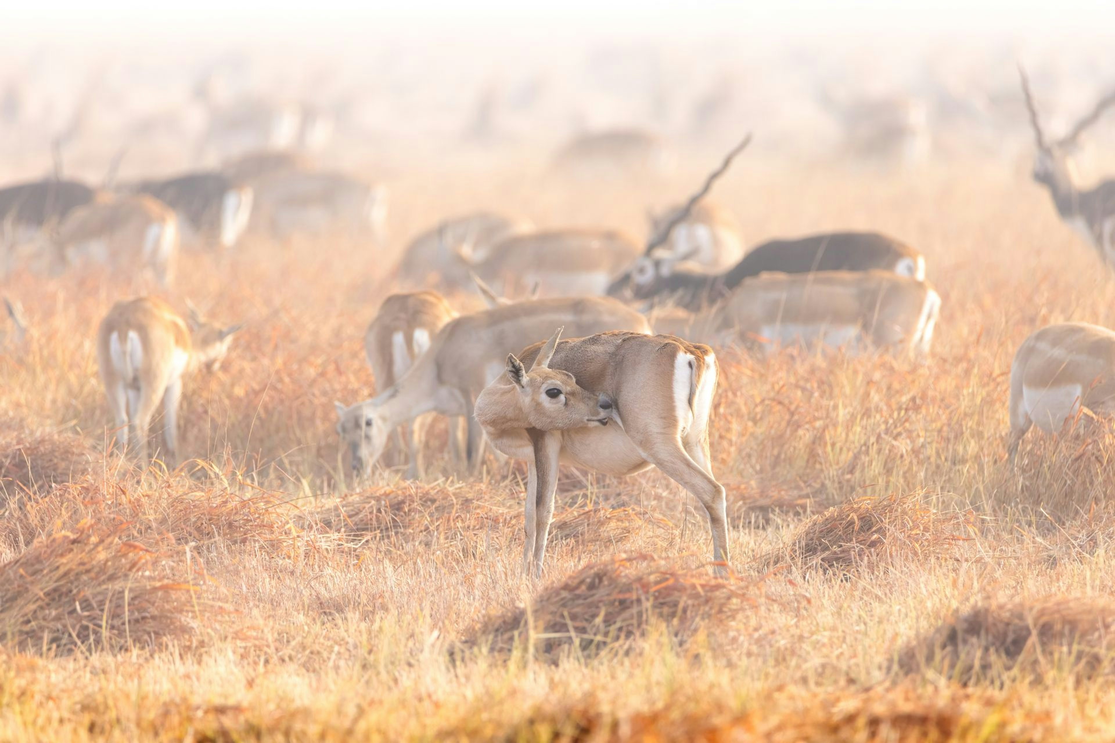 Blackbuck