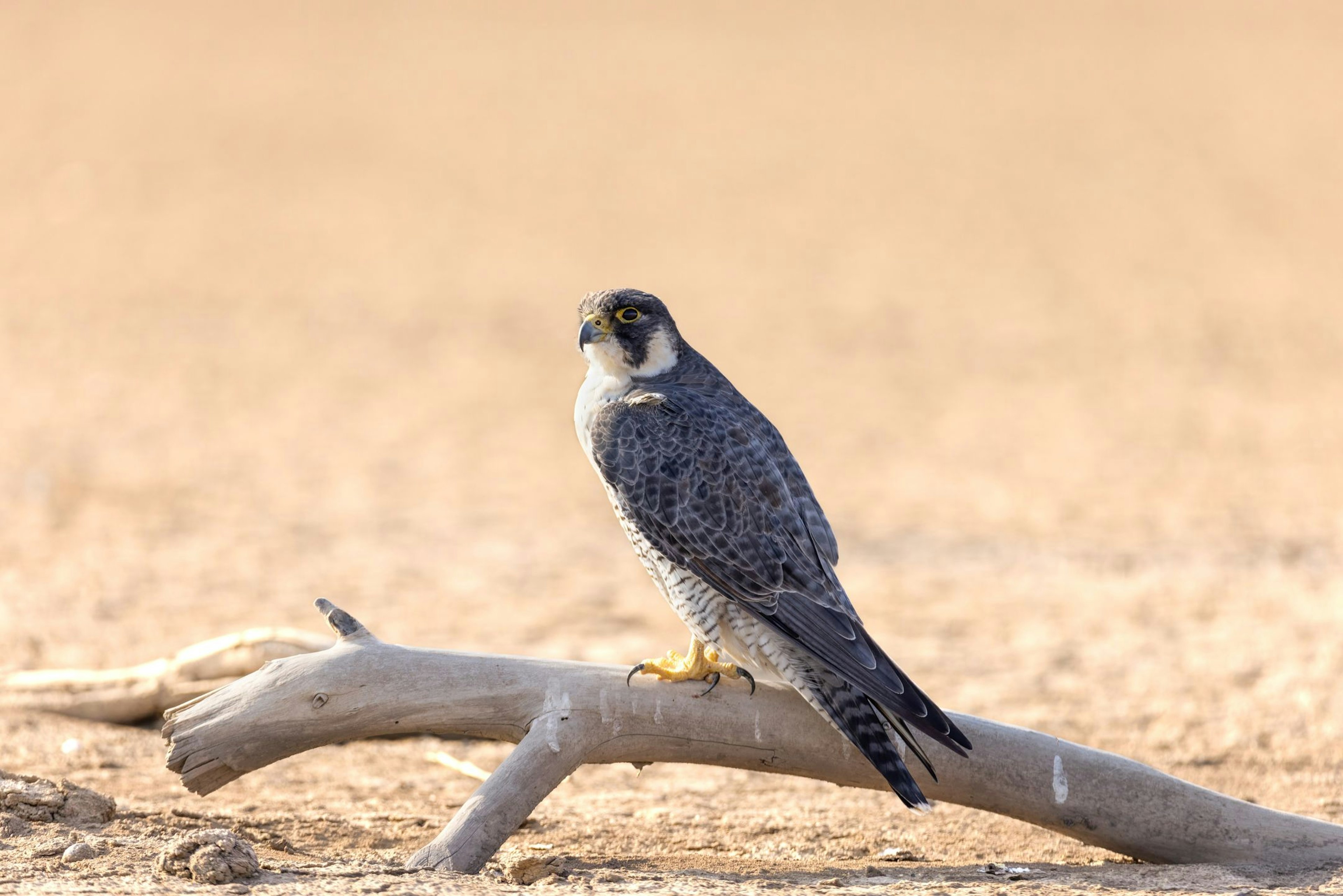 Peregrine falcon