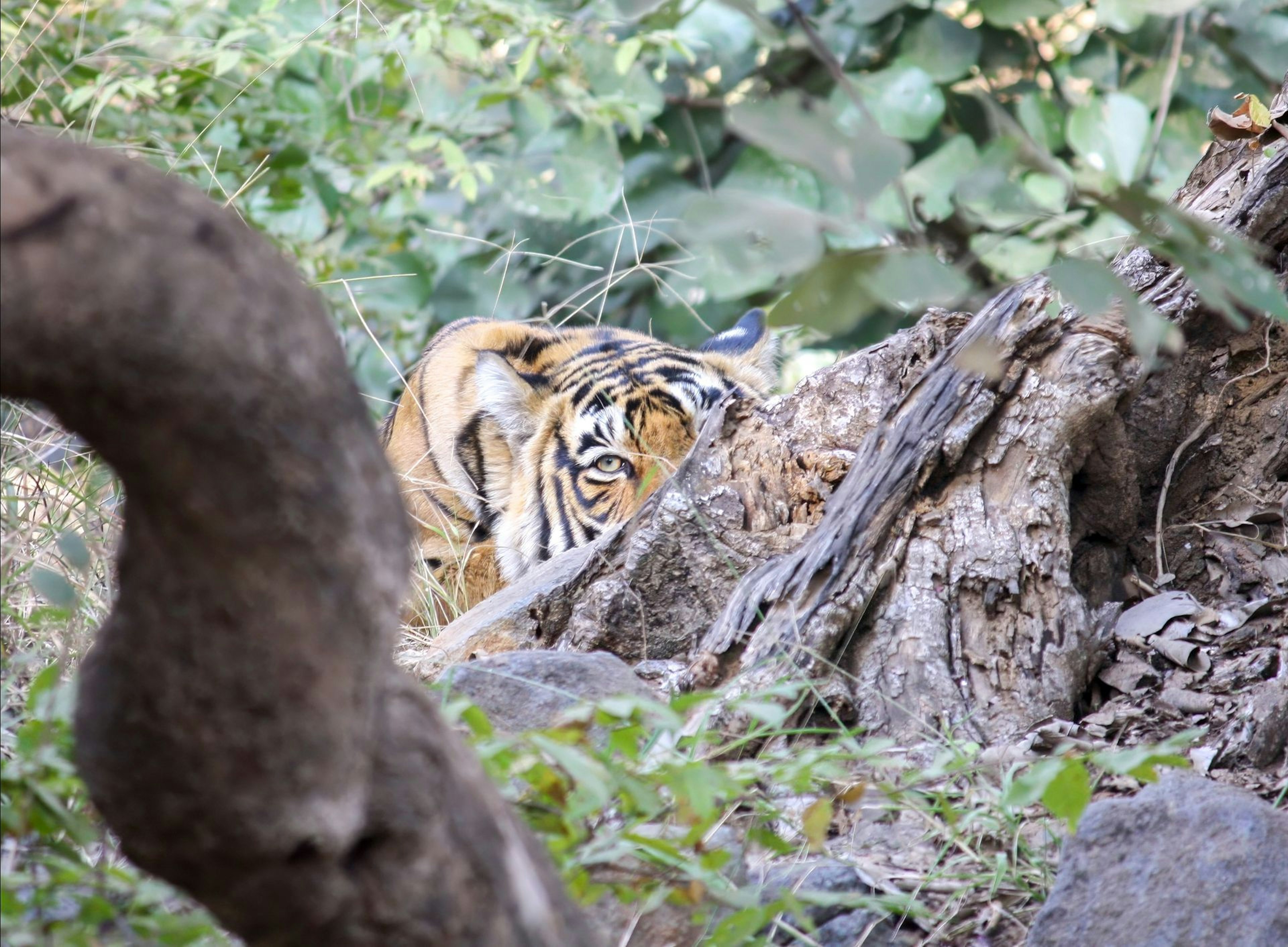 Bengal Tiger