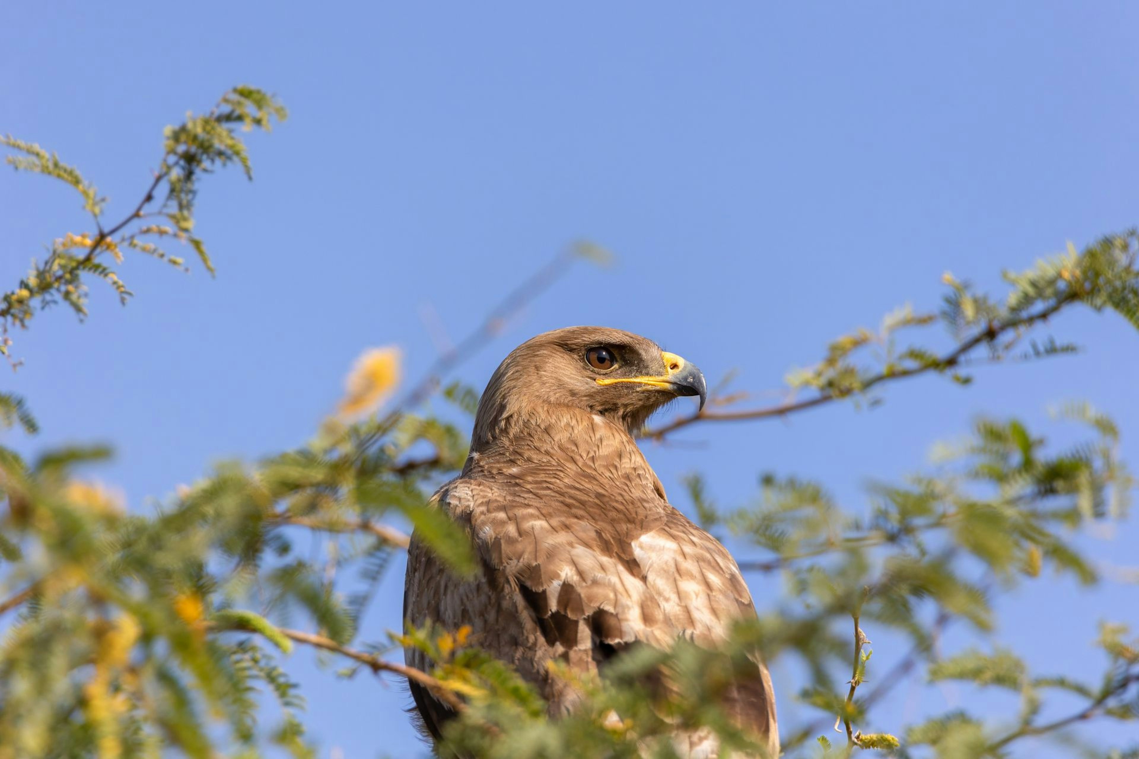 Steppe eagle