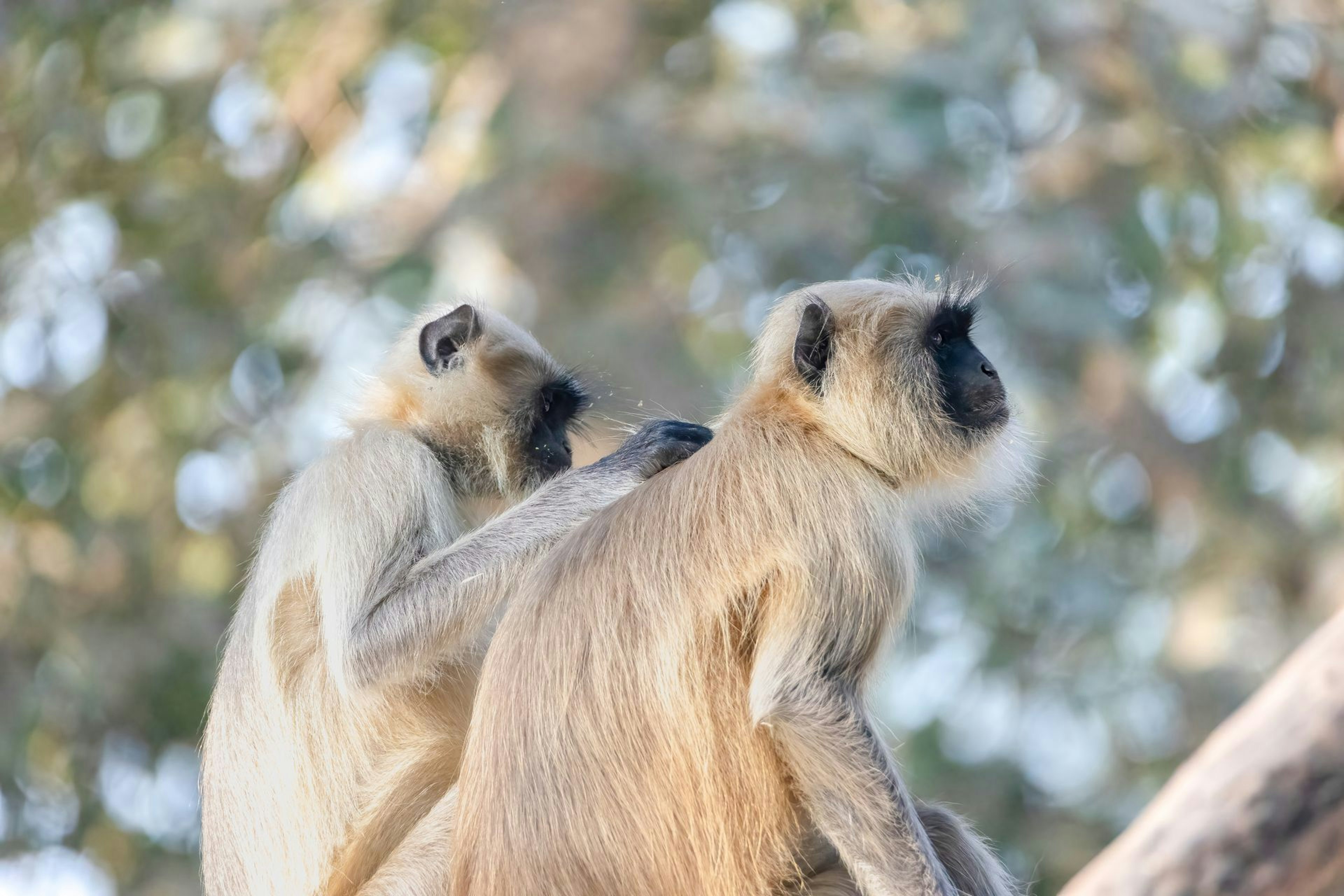 Hanuman langur