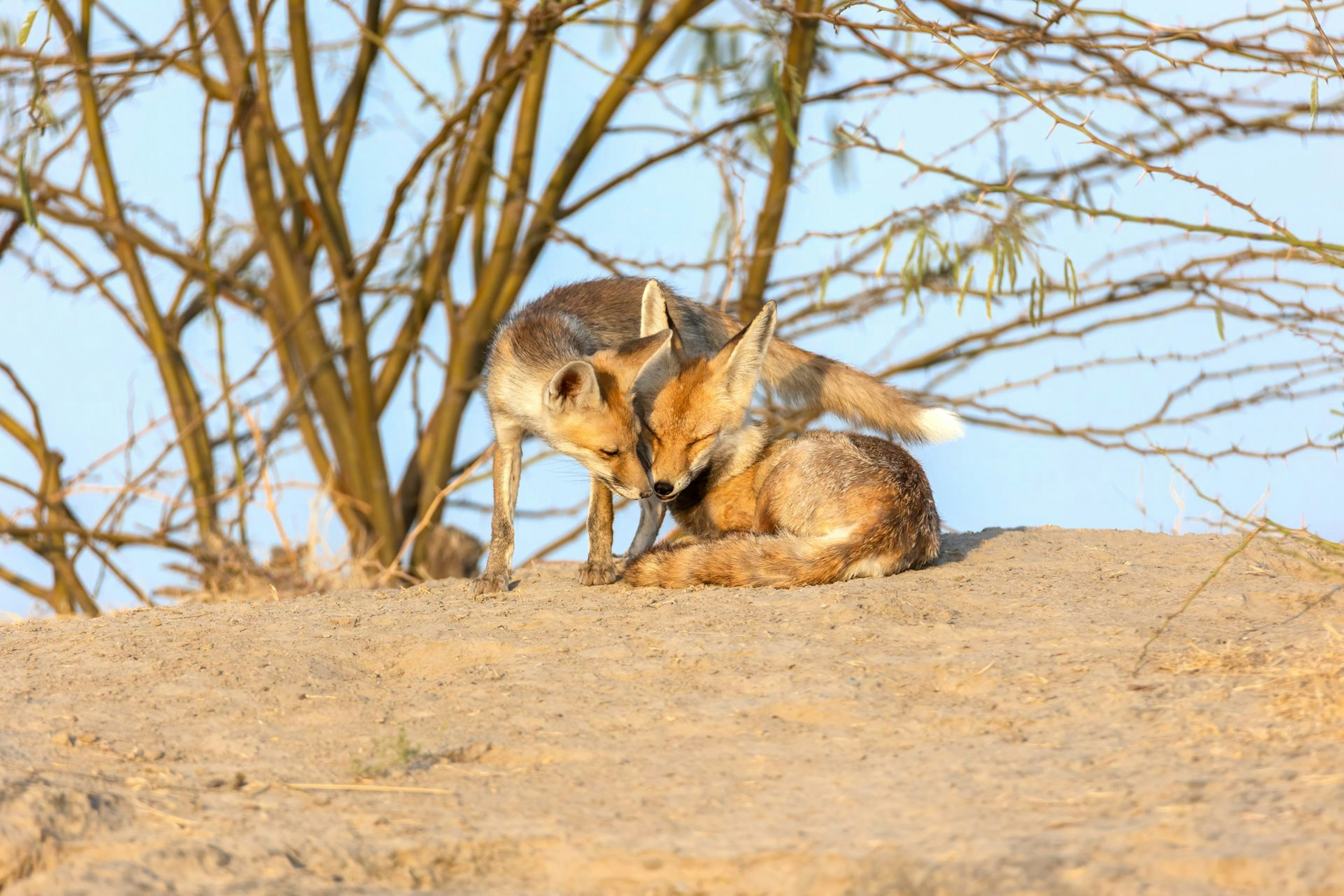 White-footed fox