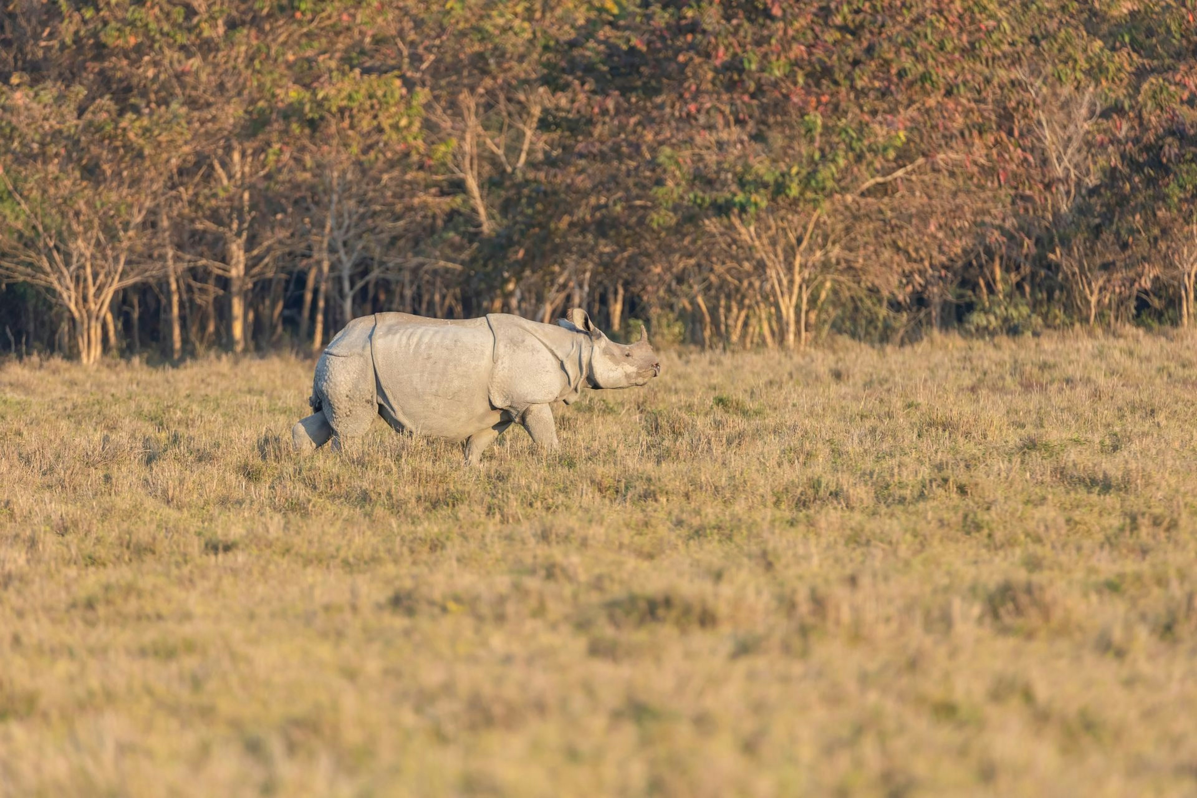 Indian rhinoceros