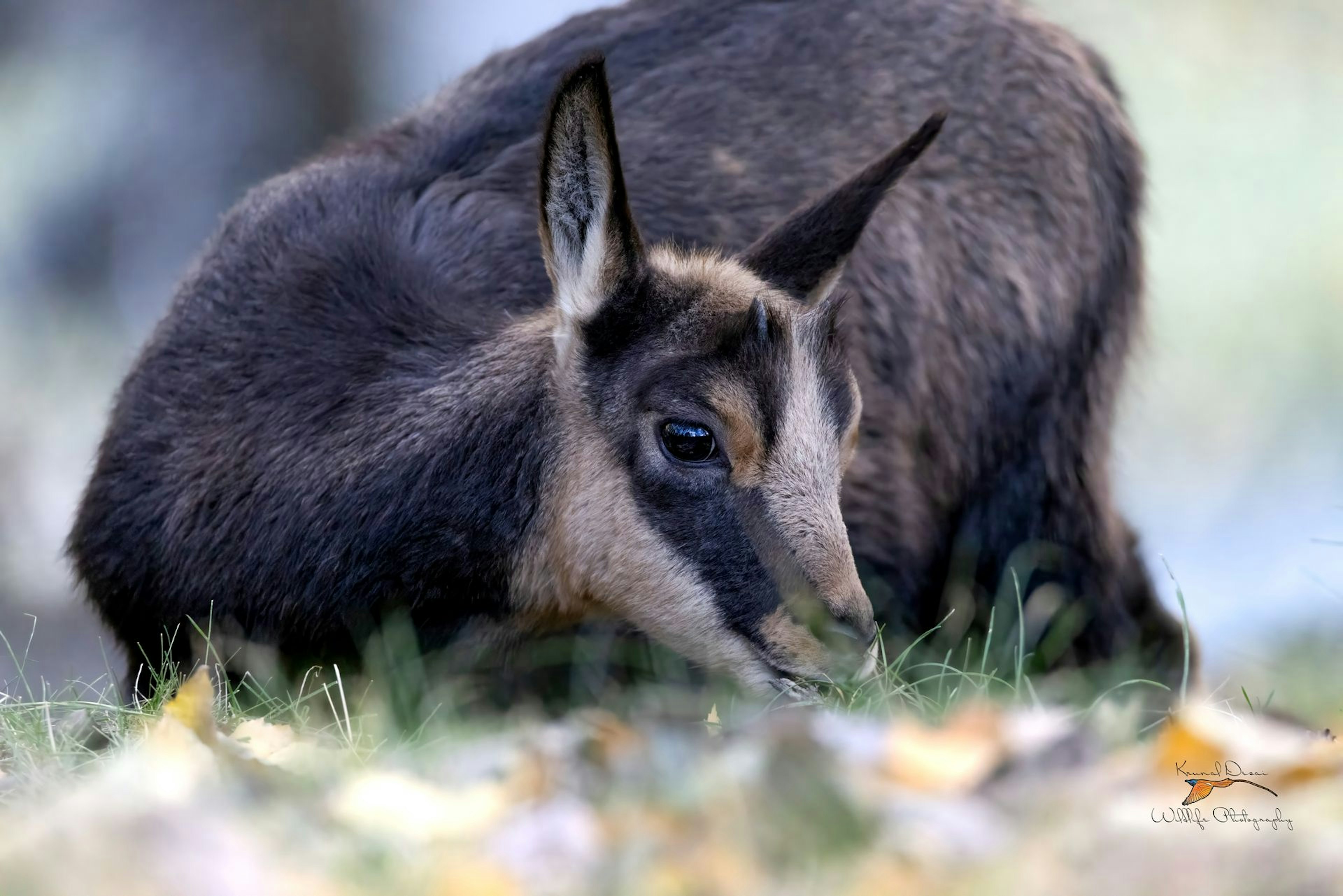 Alpine chamois