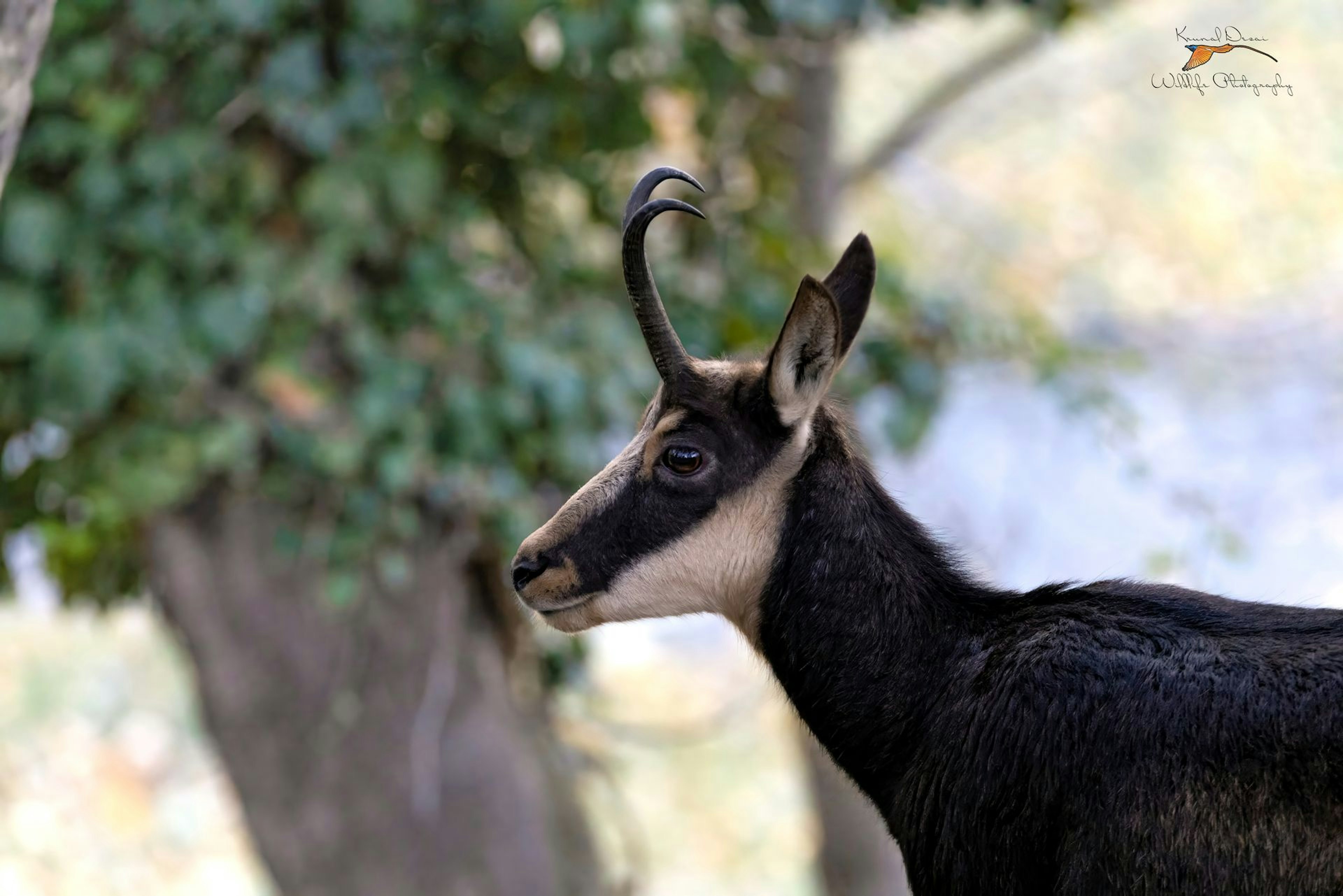 Alpine chamois