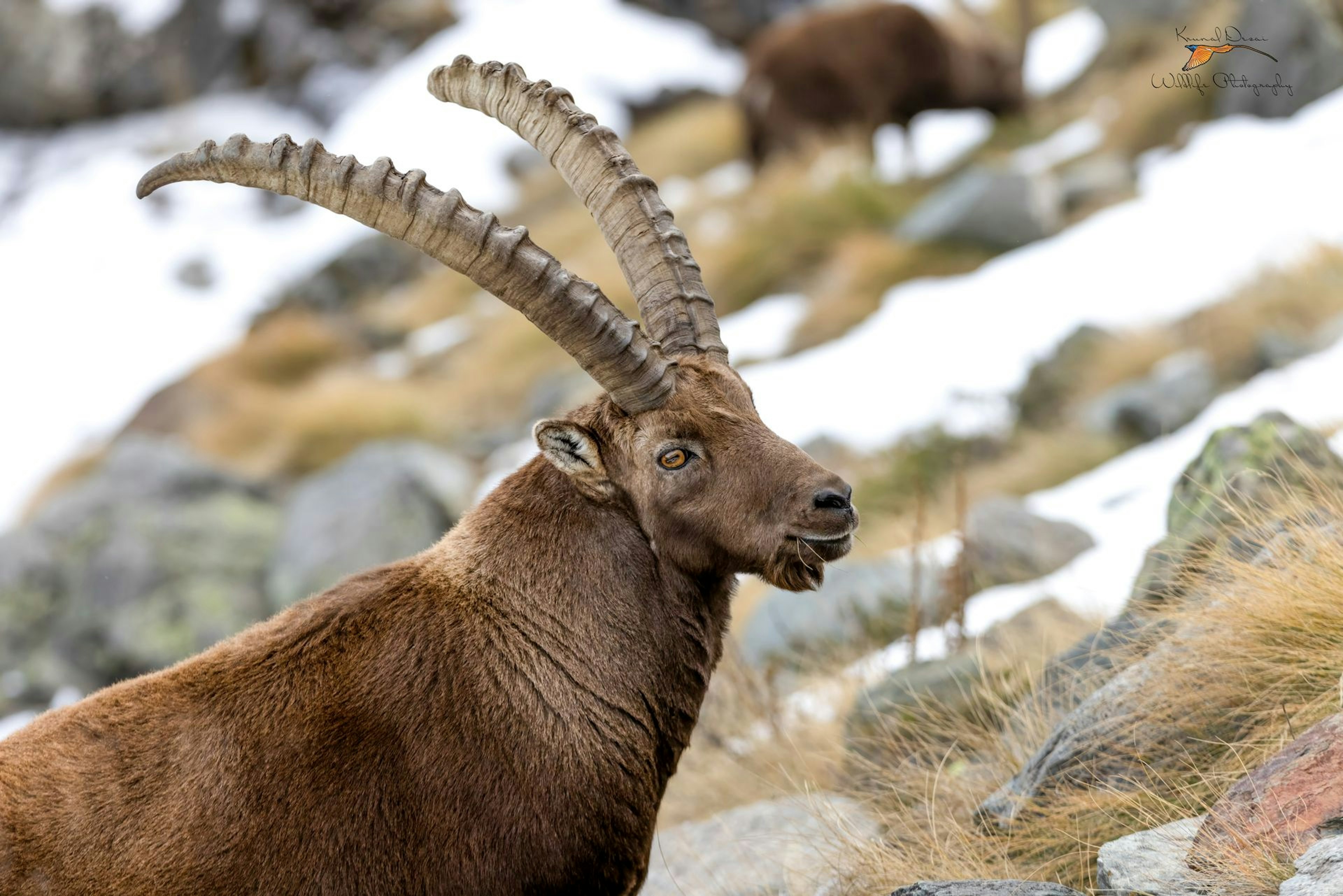 Alpine ibex