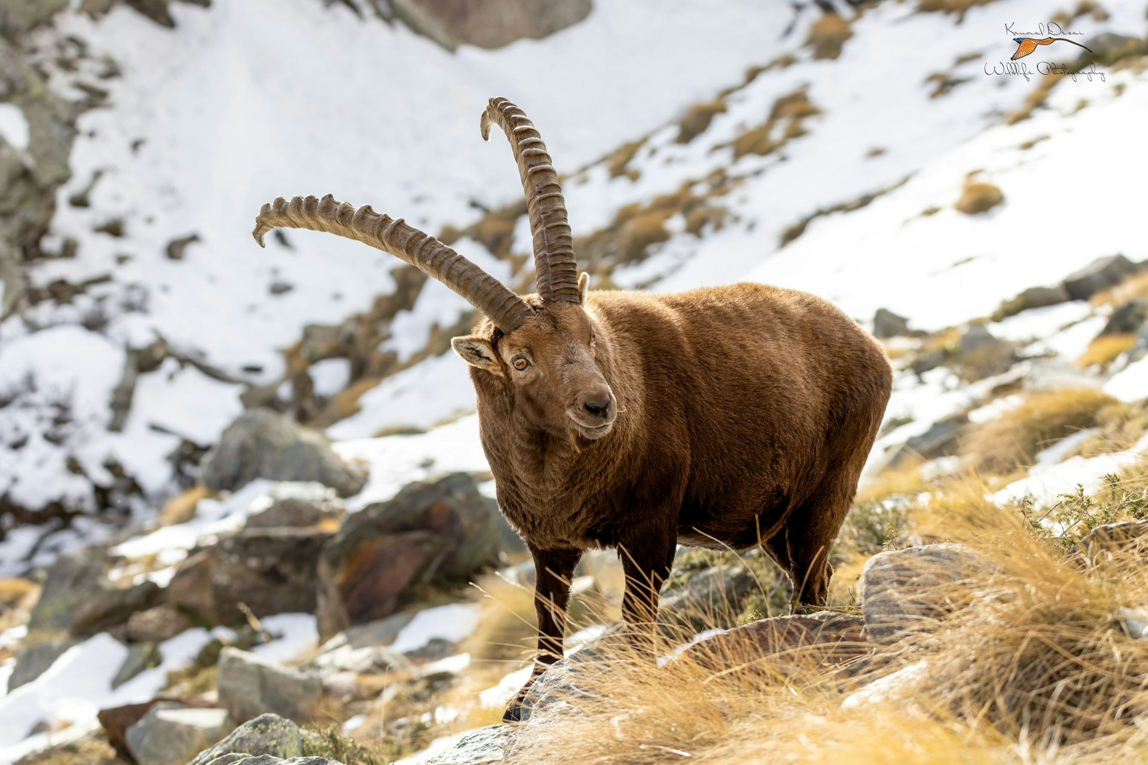 Alpine ibex