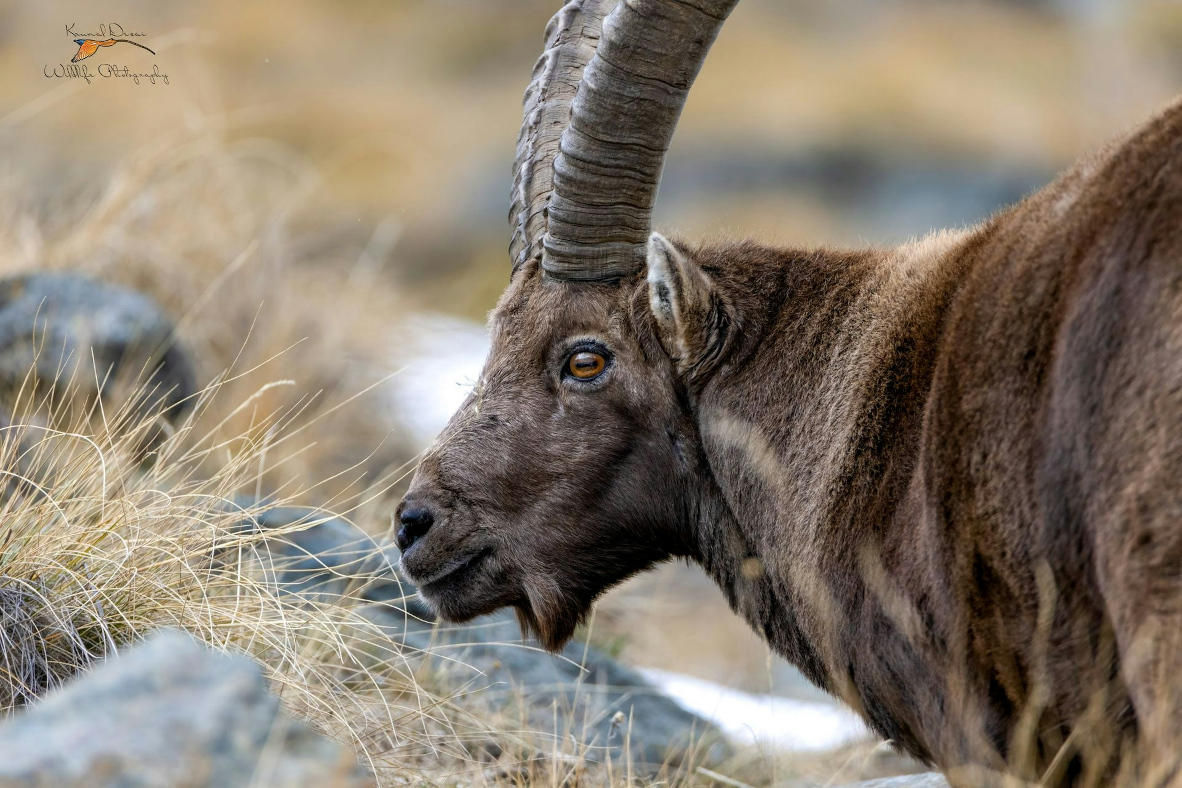 Alpine ibex