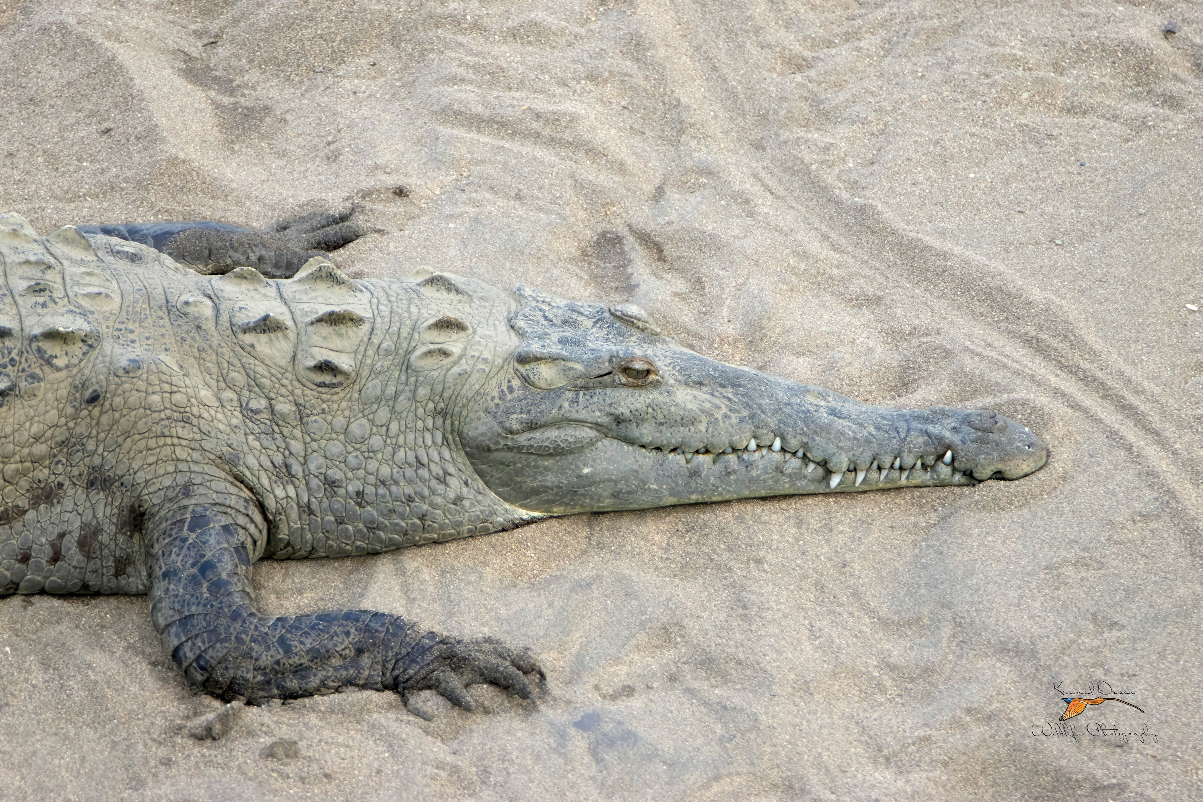 American crocodile