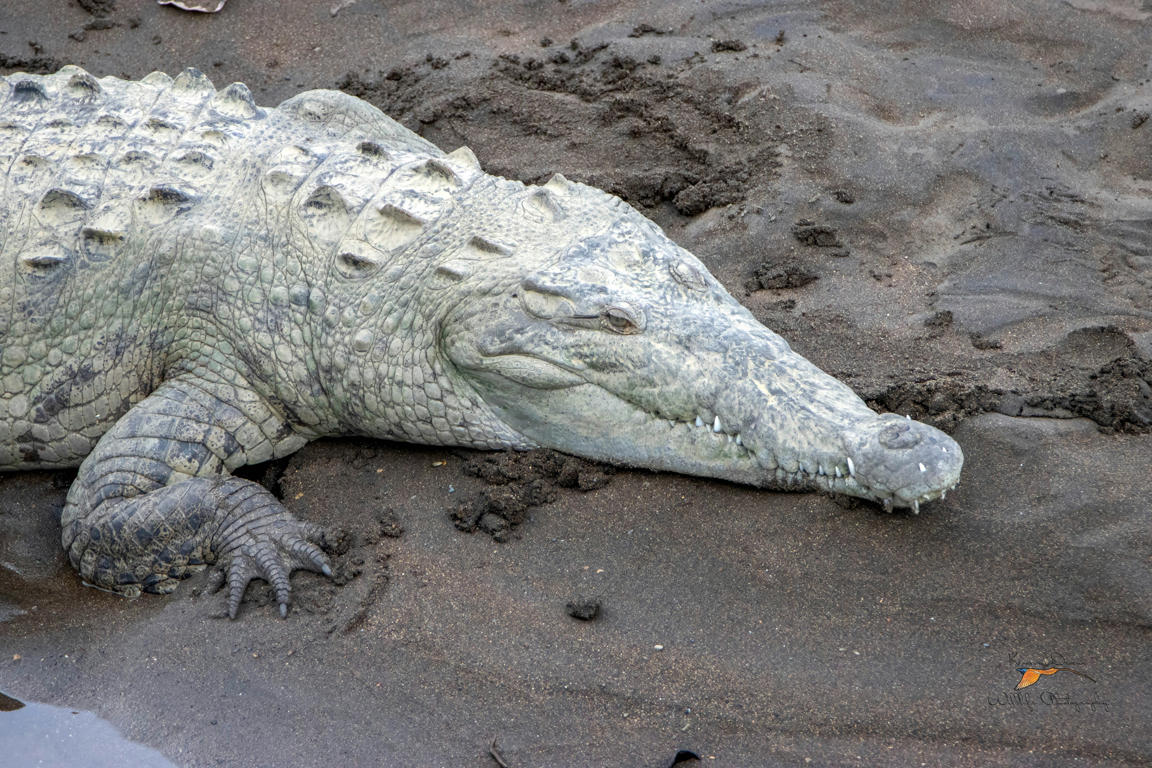 American crocodile