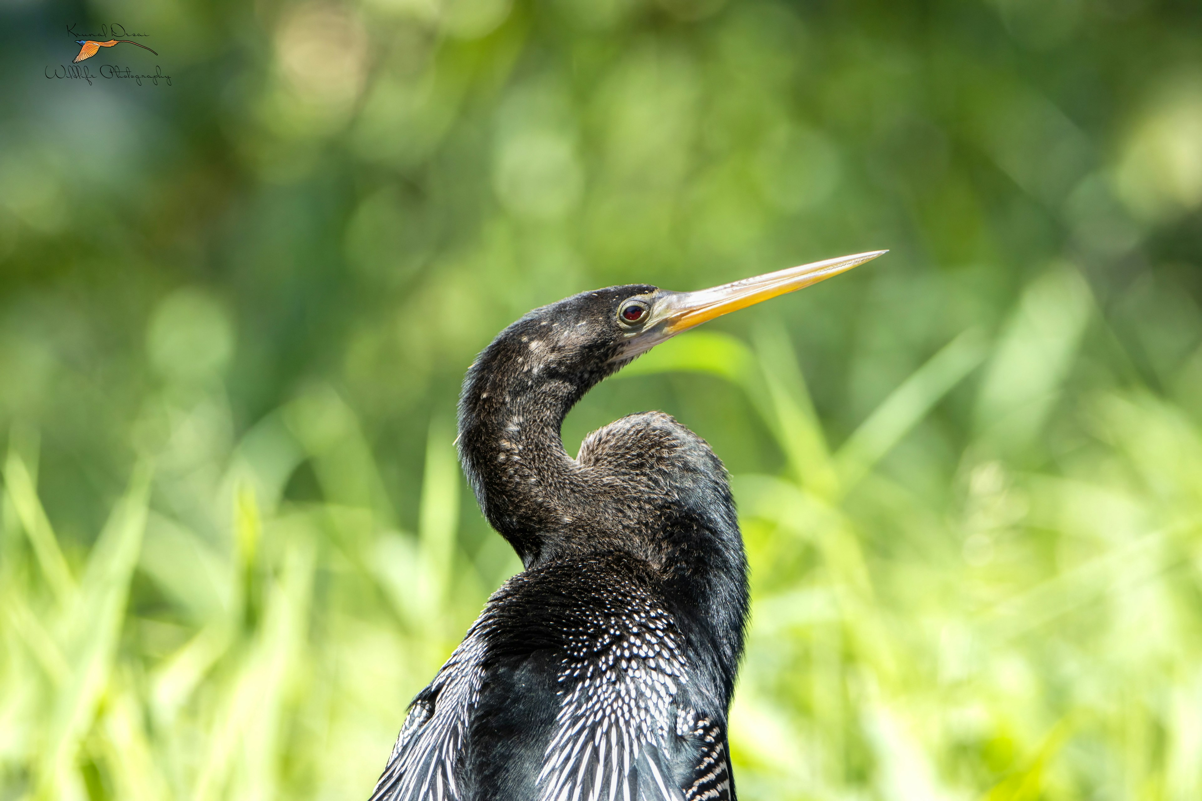 Anhinga