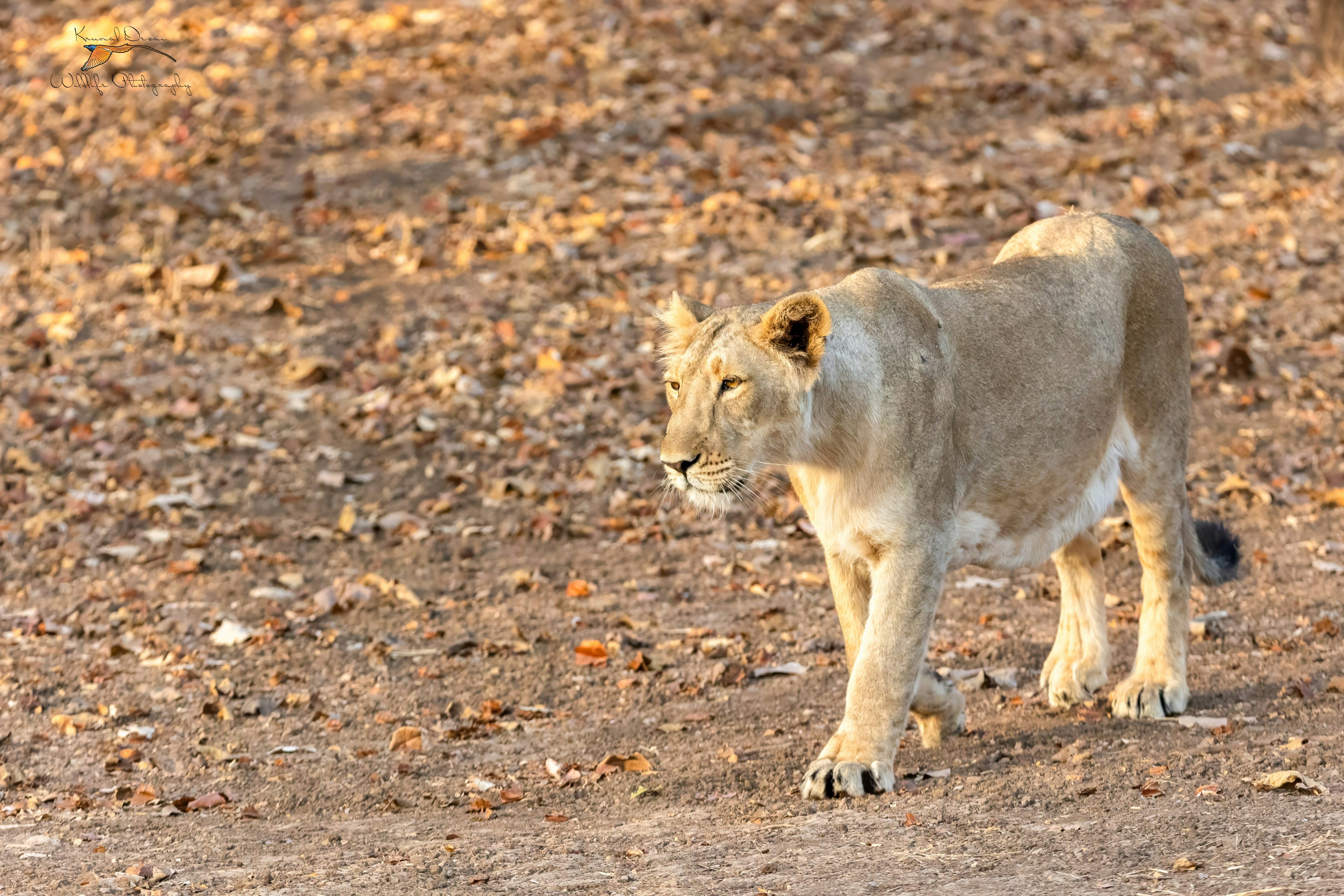 Asiatic lion