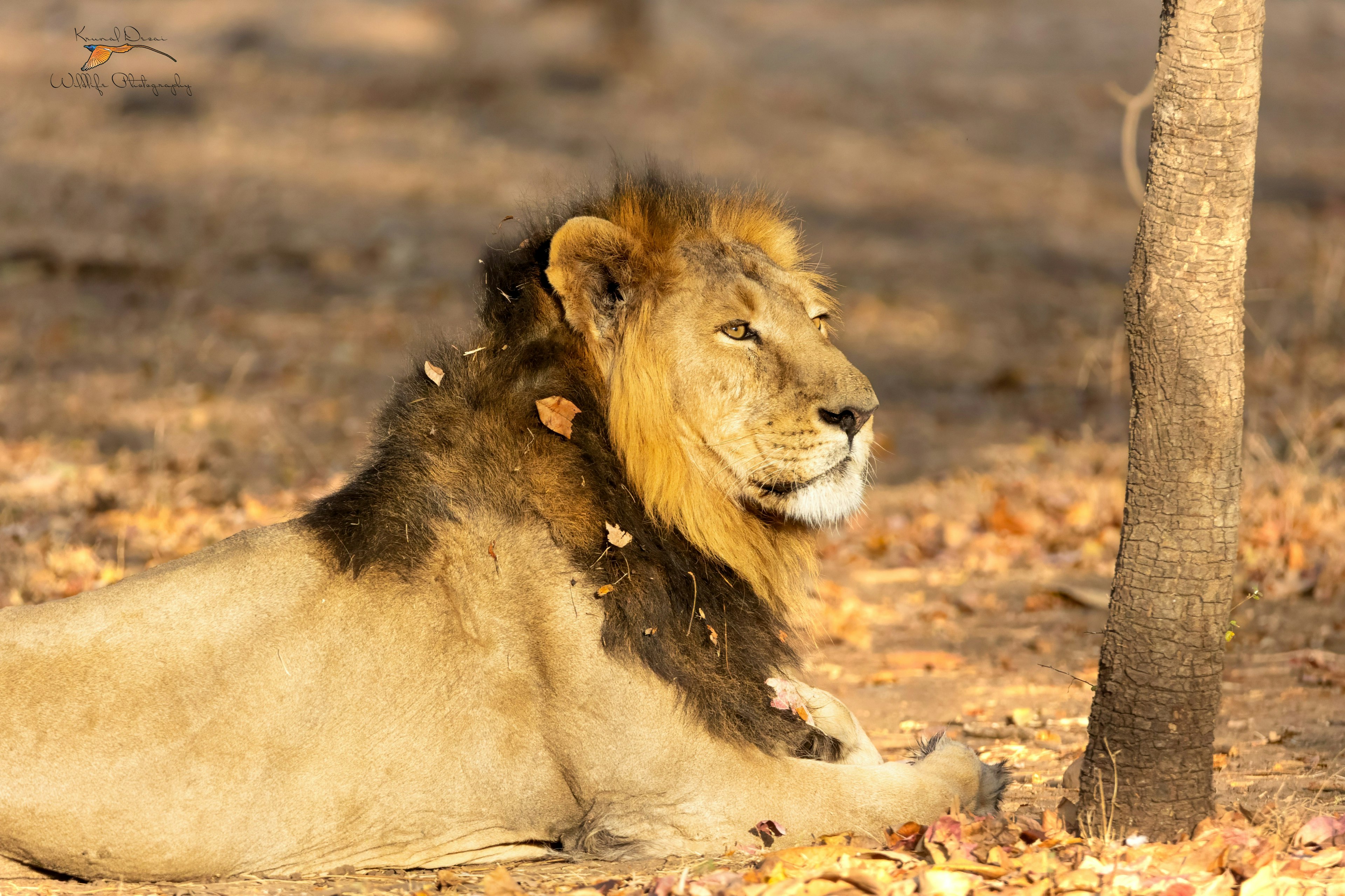 Asiatic lion