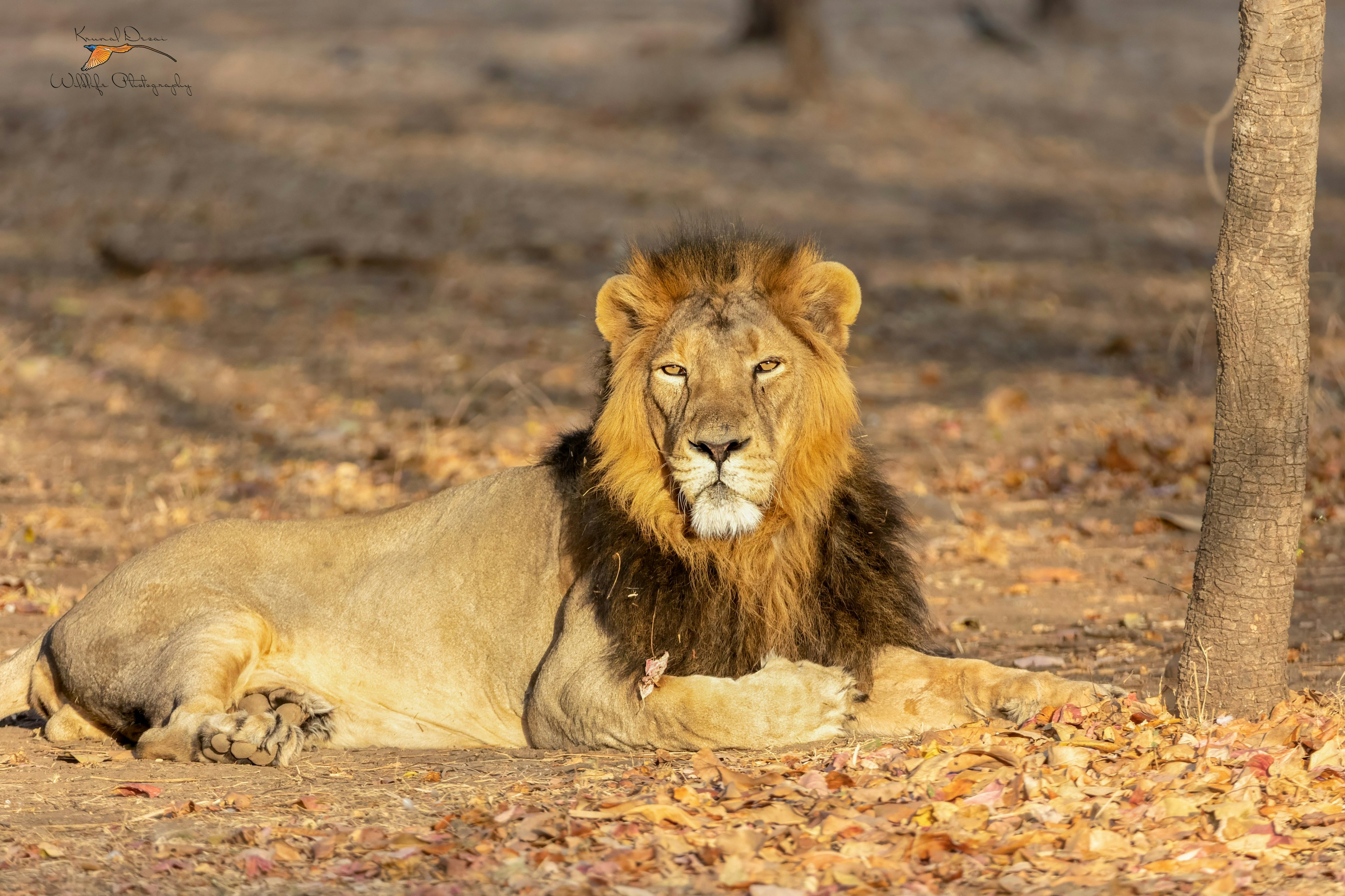 Asiatic lion