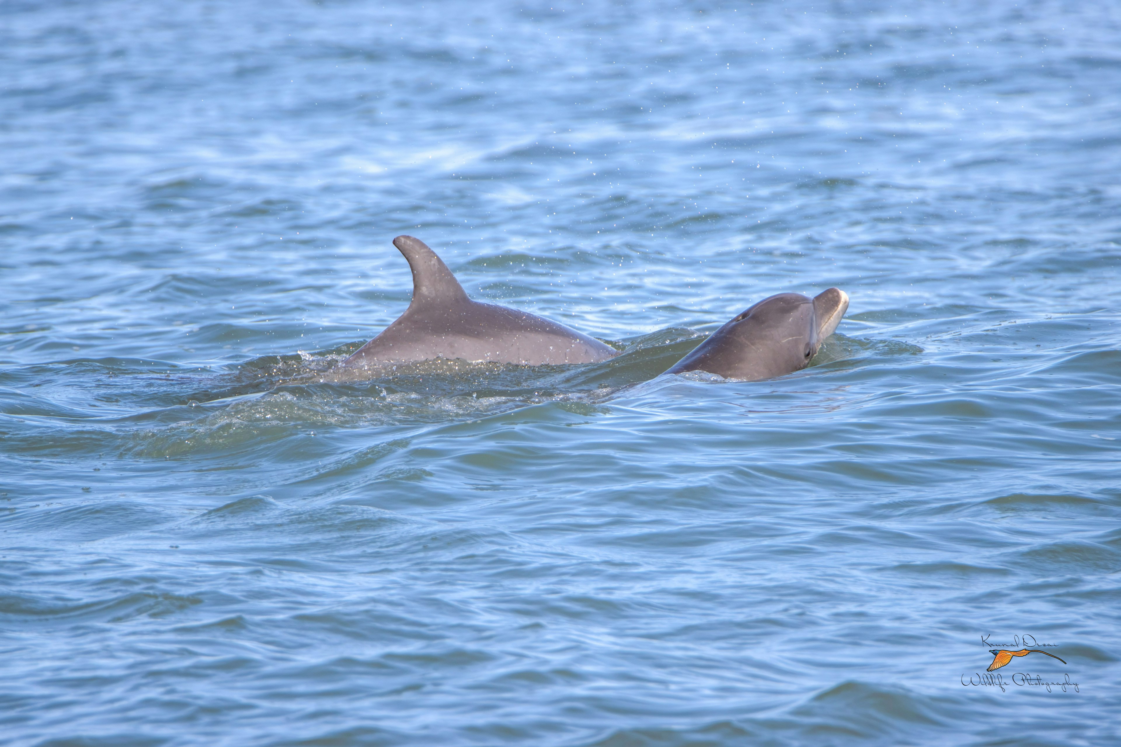 Atlantic bottlenose dolphin