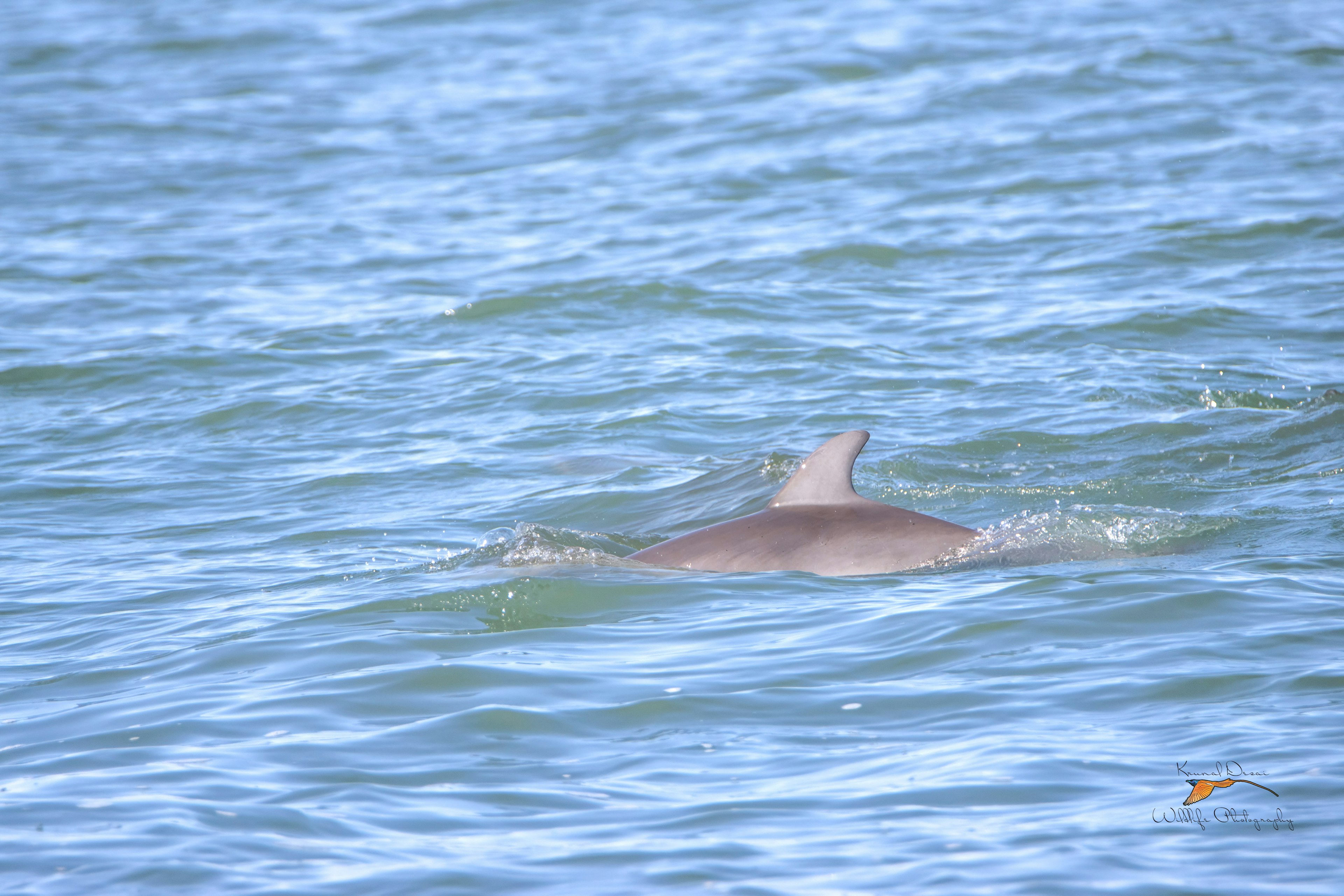 Atlantic bottlenose dolphin