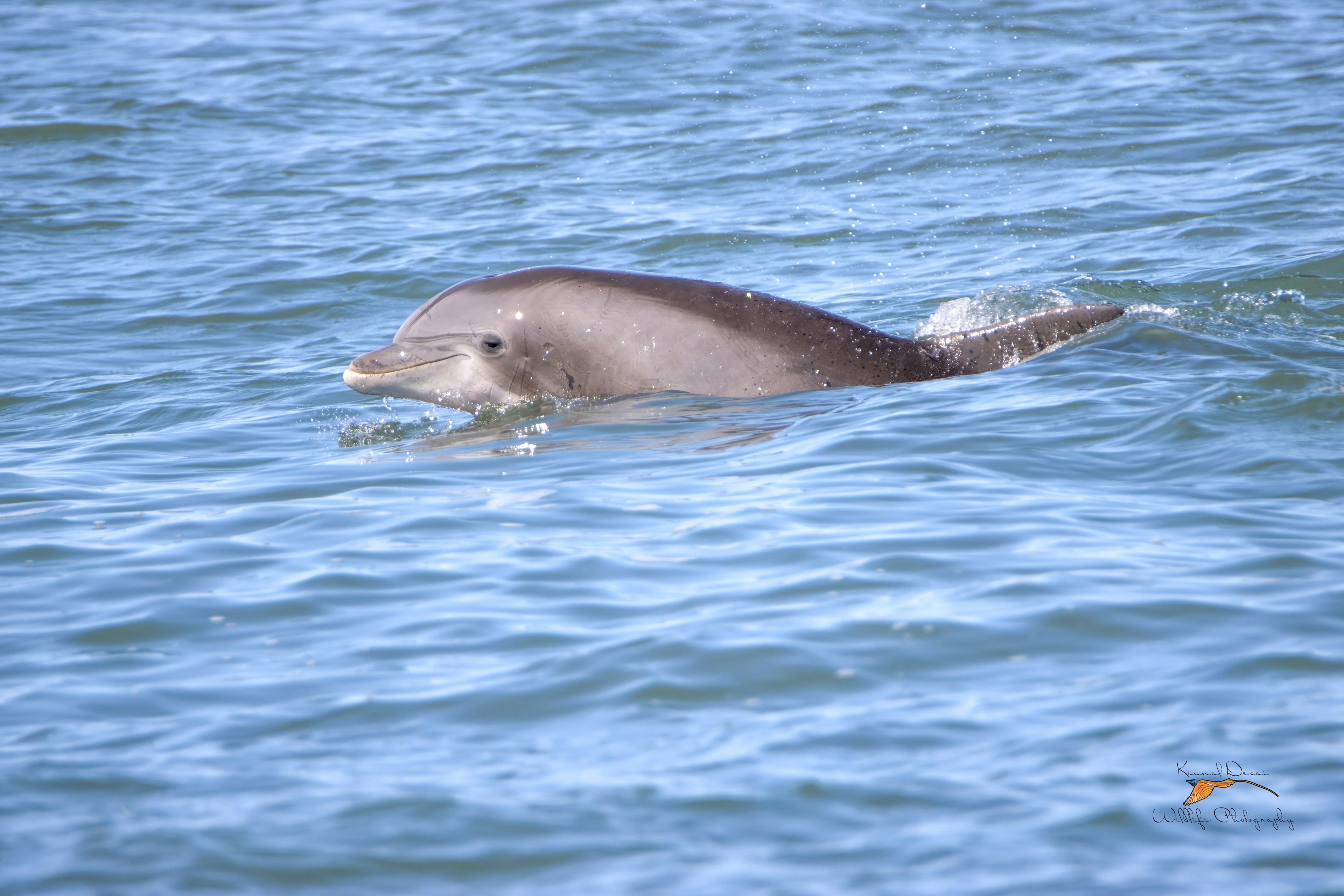 Atlantic bottlenose dolphin