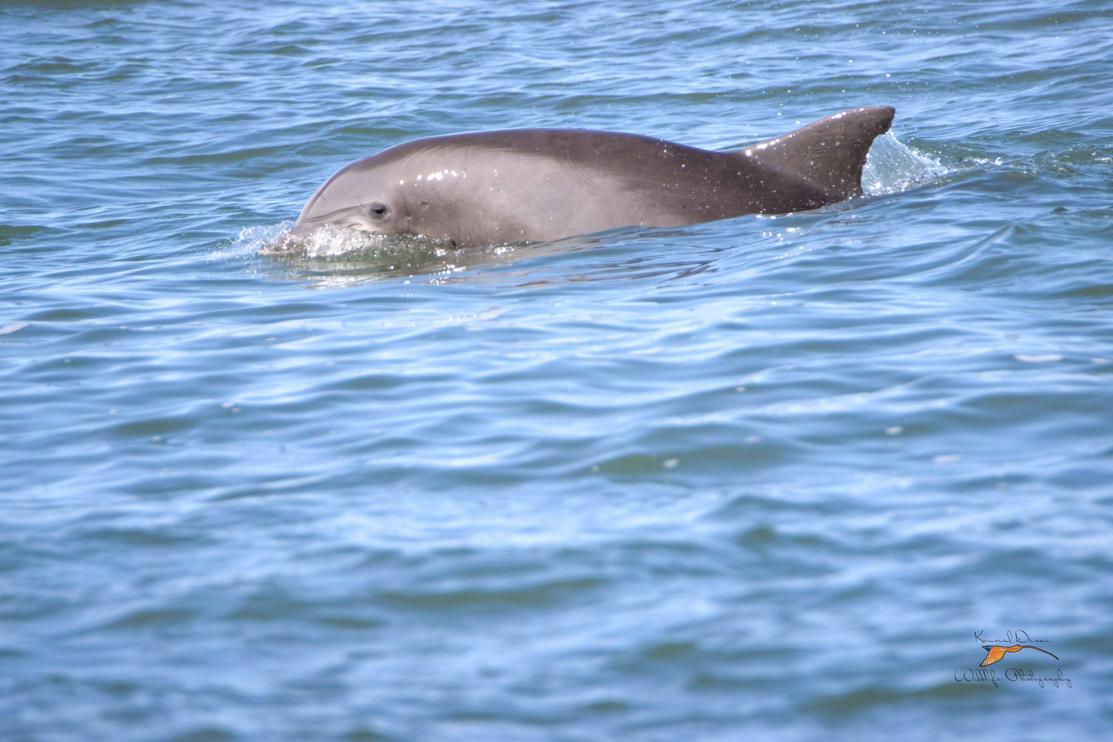 Atlantic bottlenose dolphin