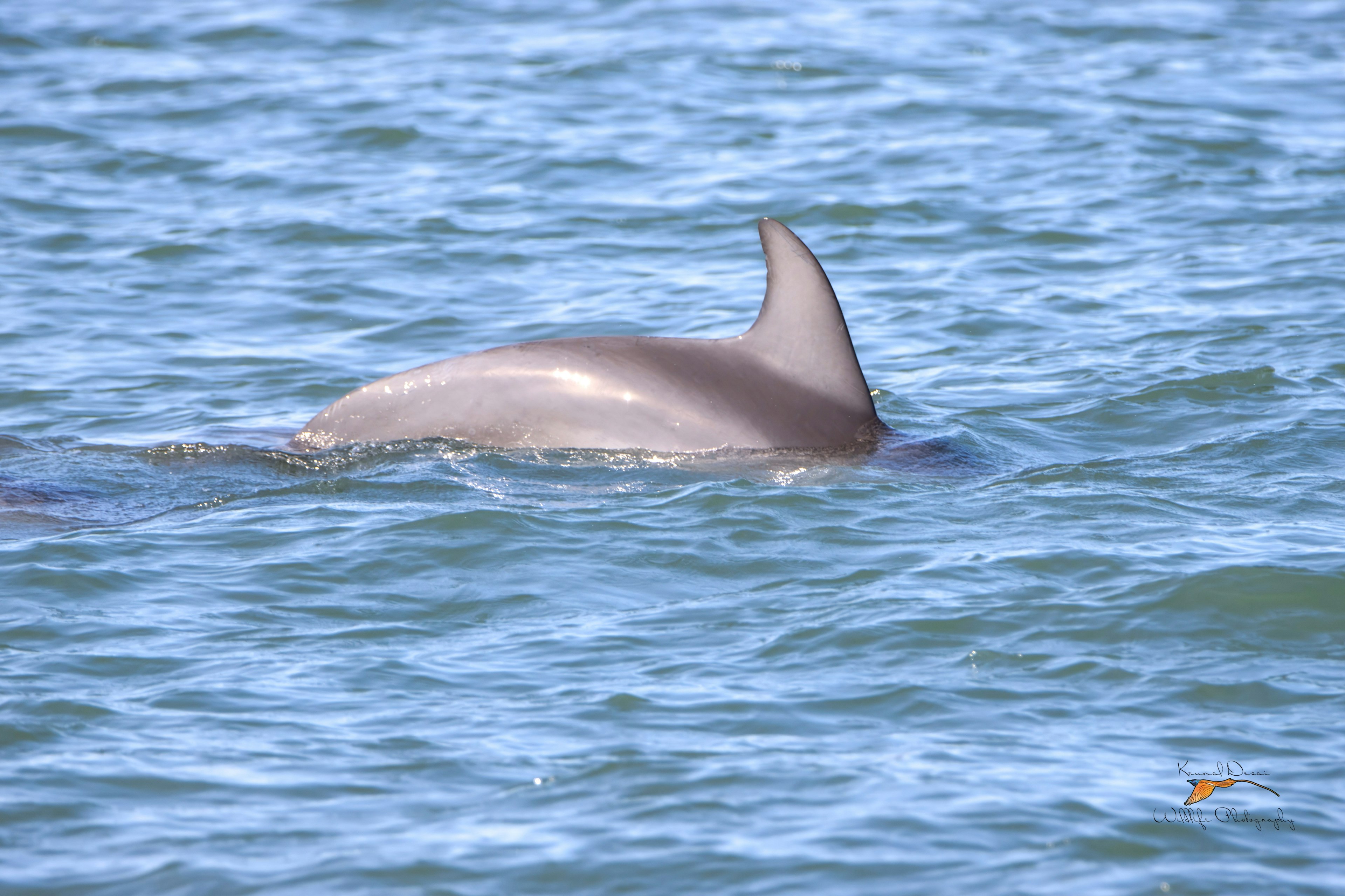 Atlantic bottlenose dolphin