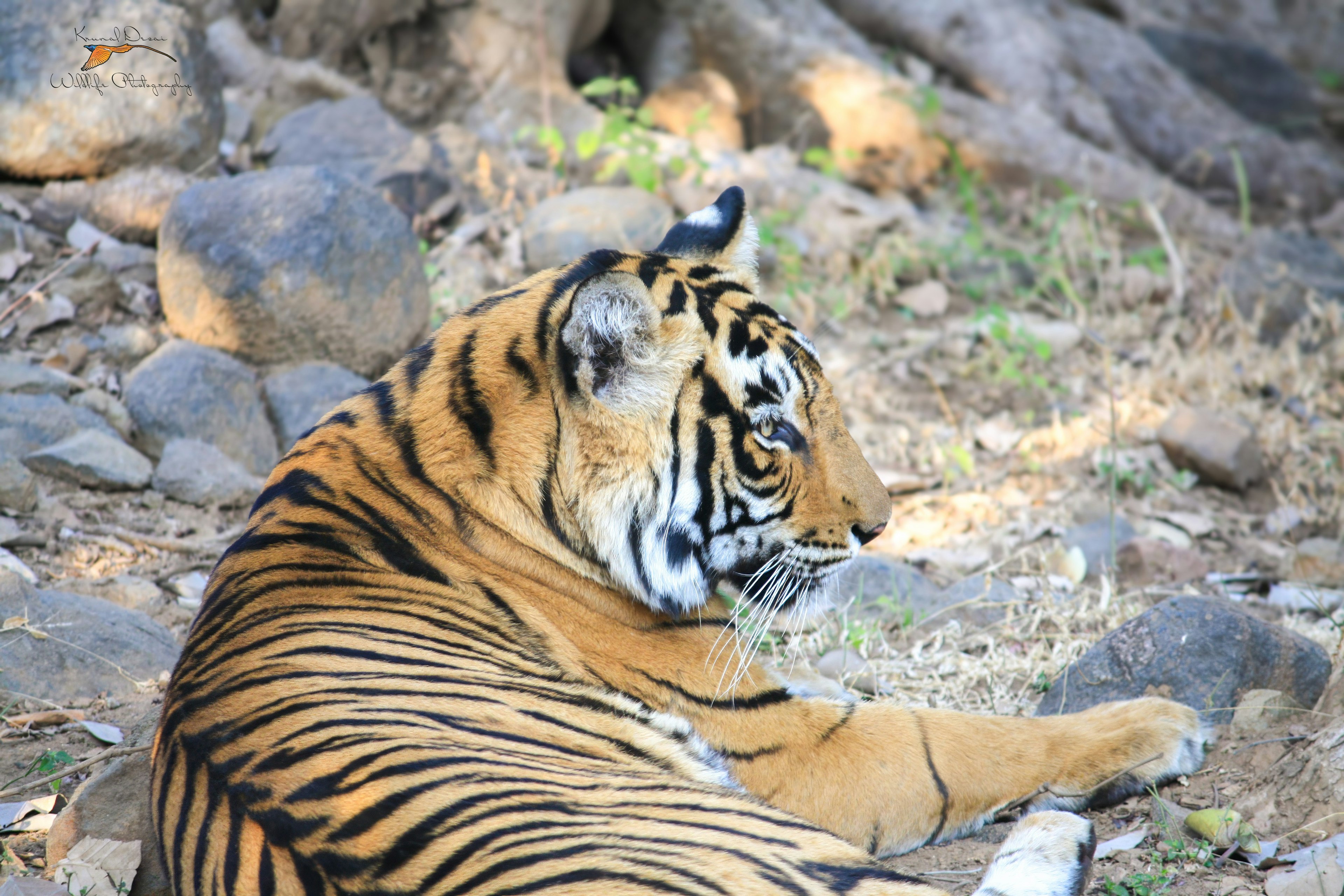 Bengal tiger