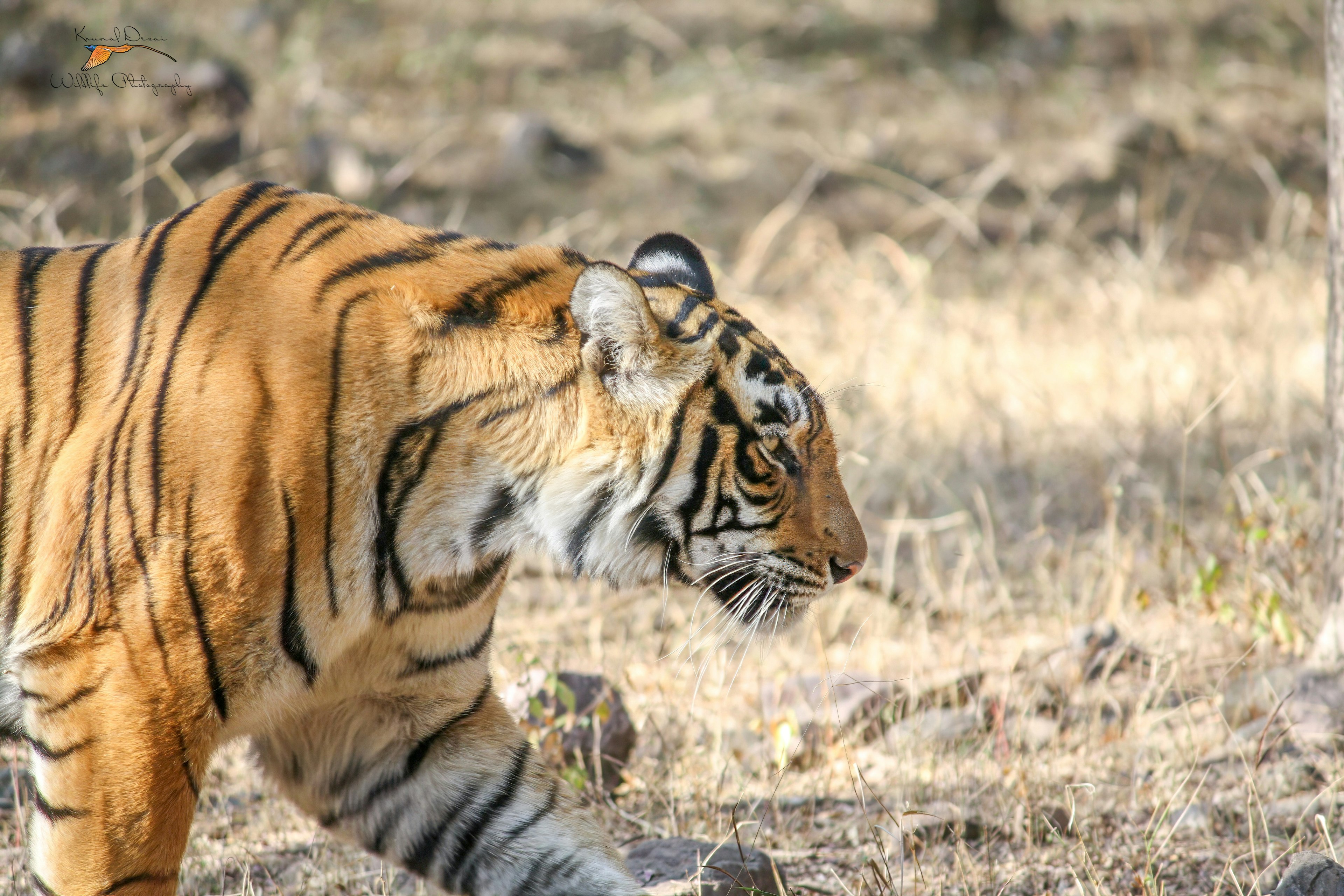 Bengal tiger