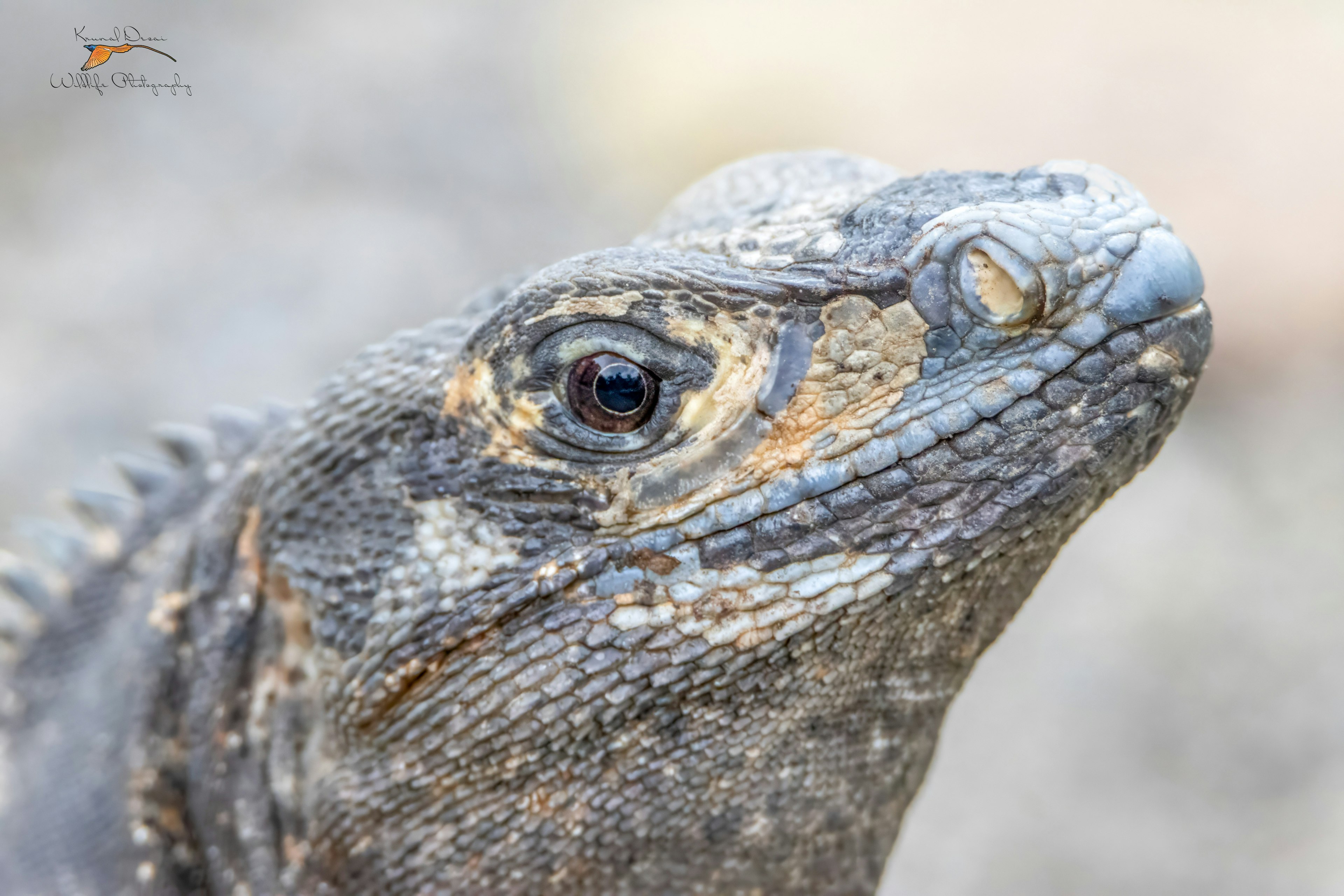 Black iguana