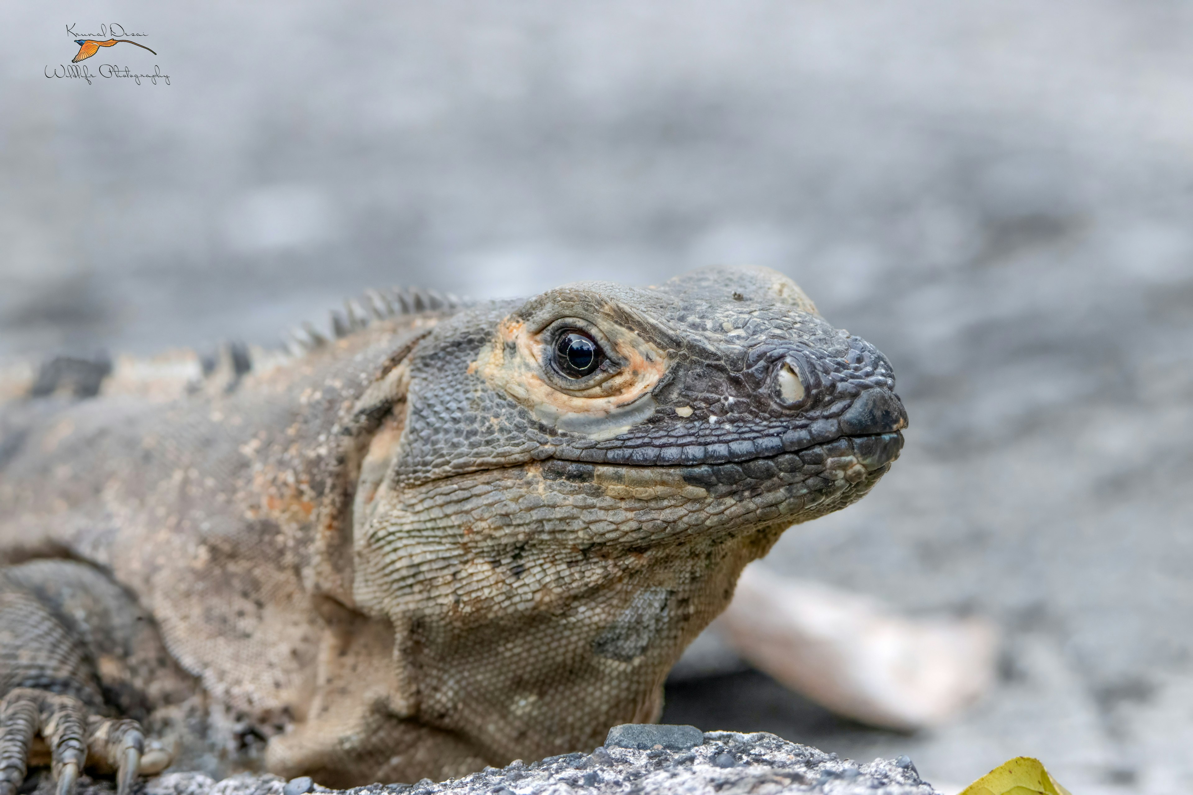 Black iguana