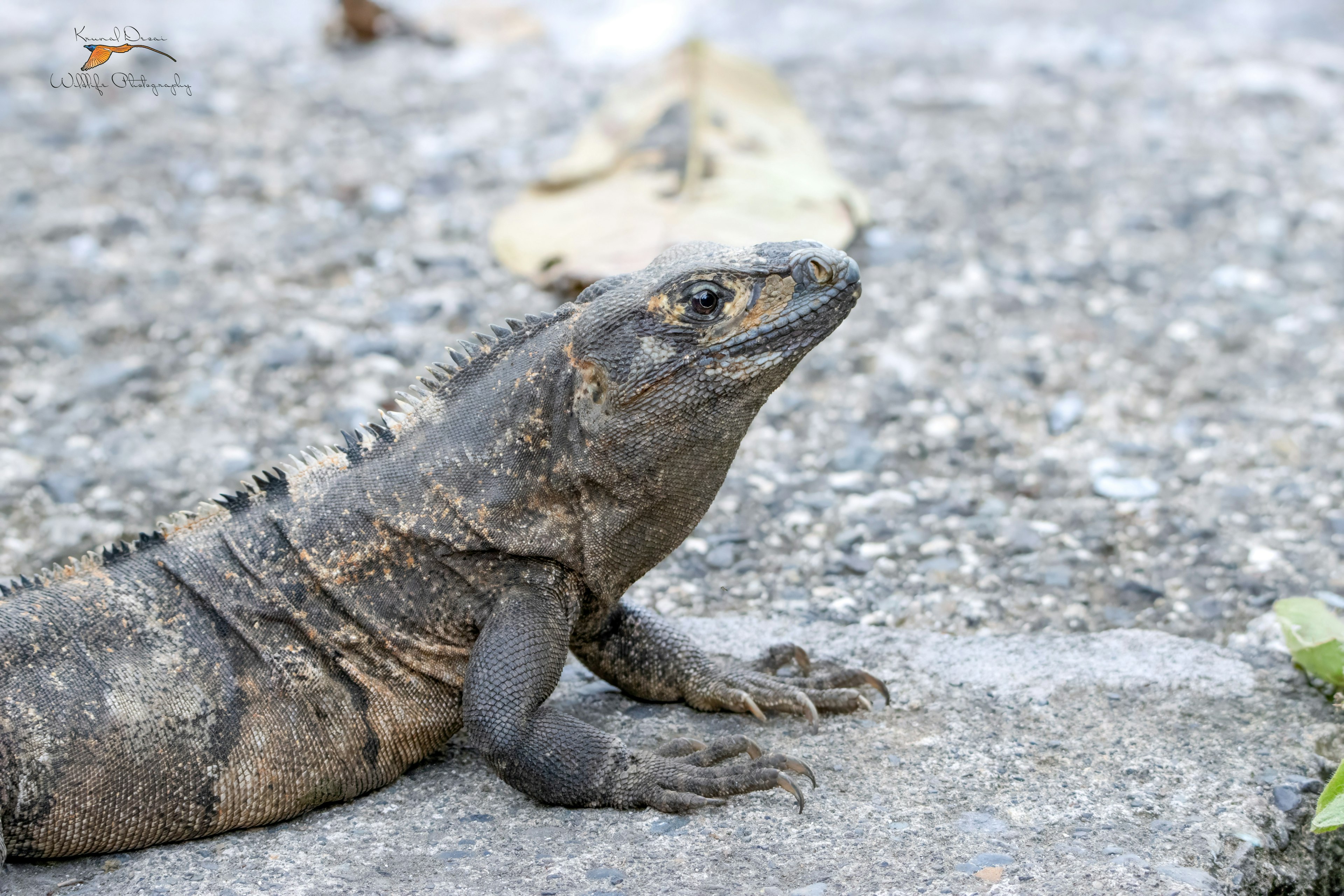 Black iguana