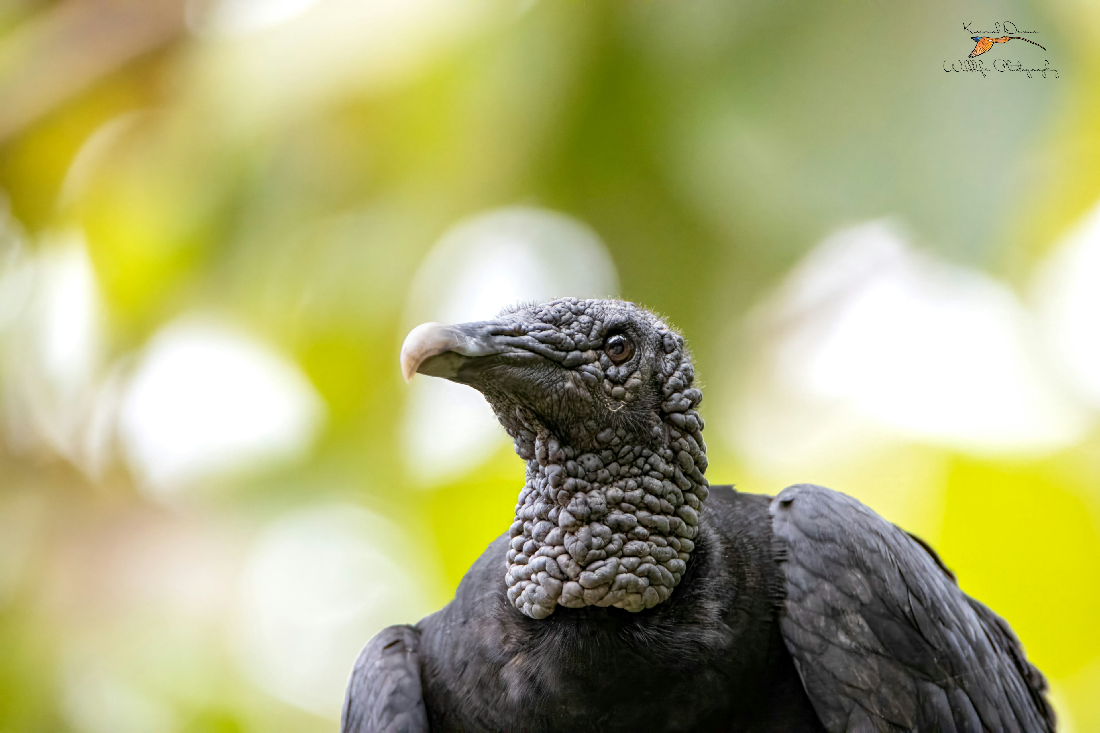 Black vulture