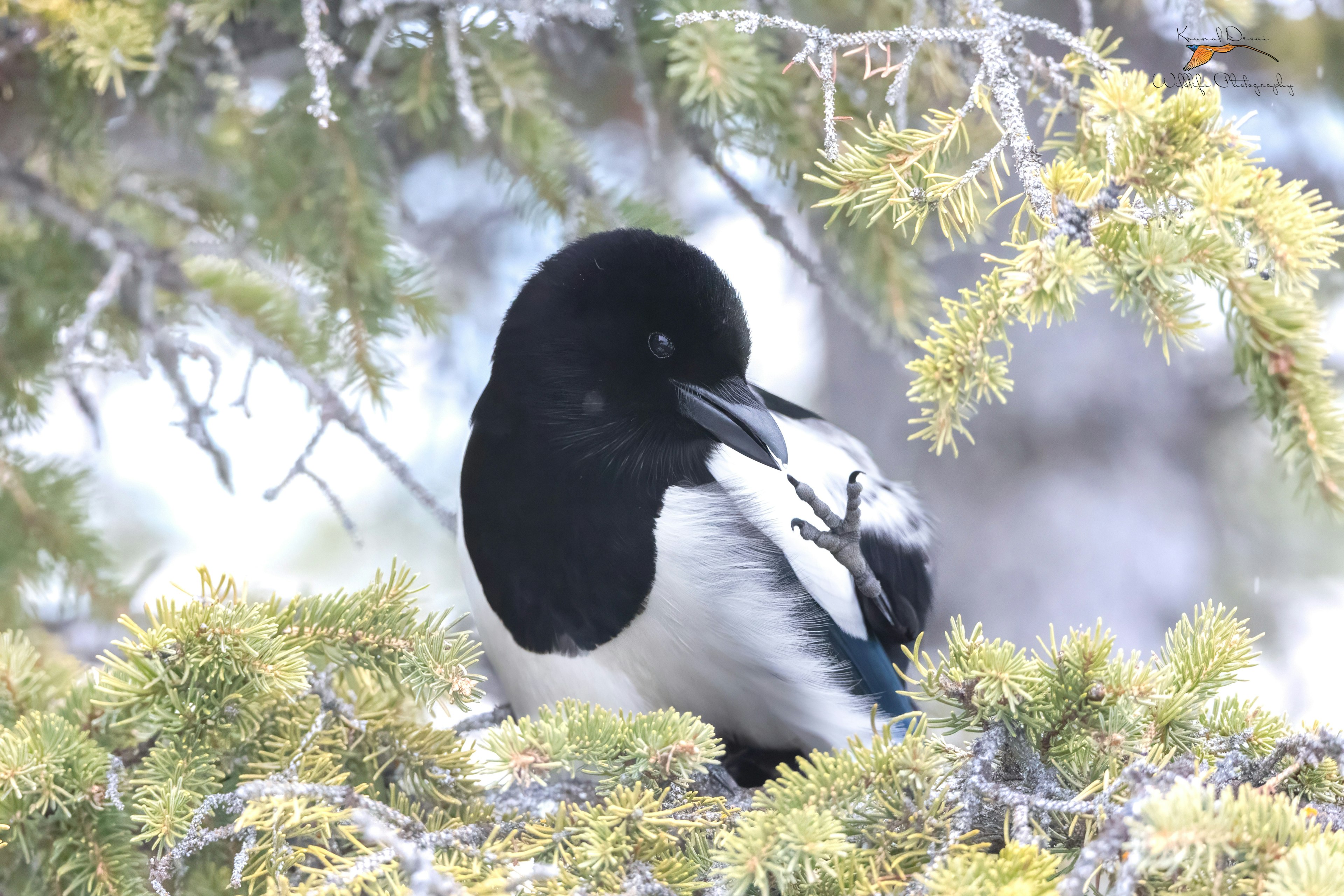 Black-billed magpie