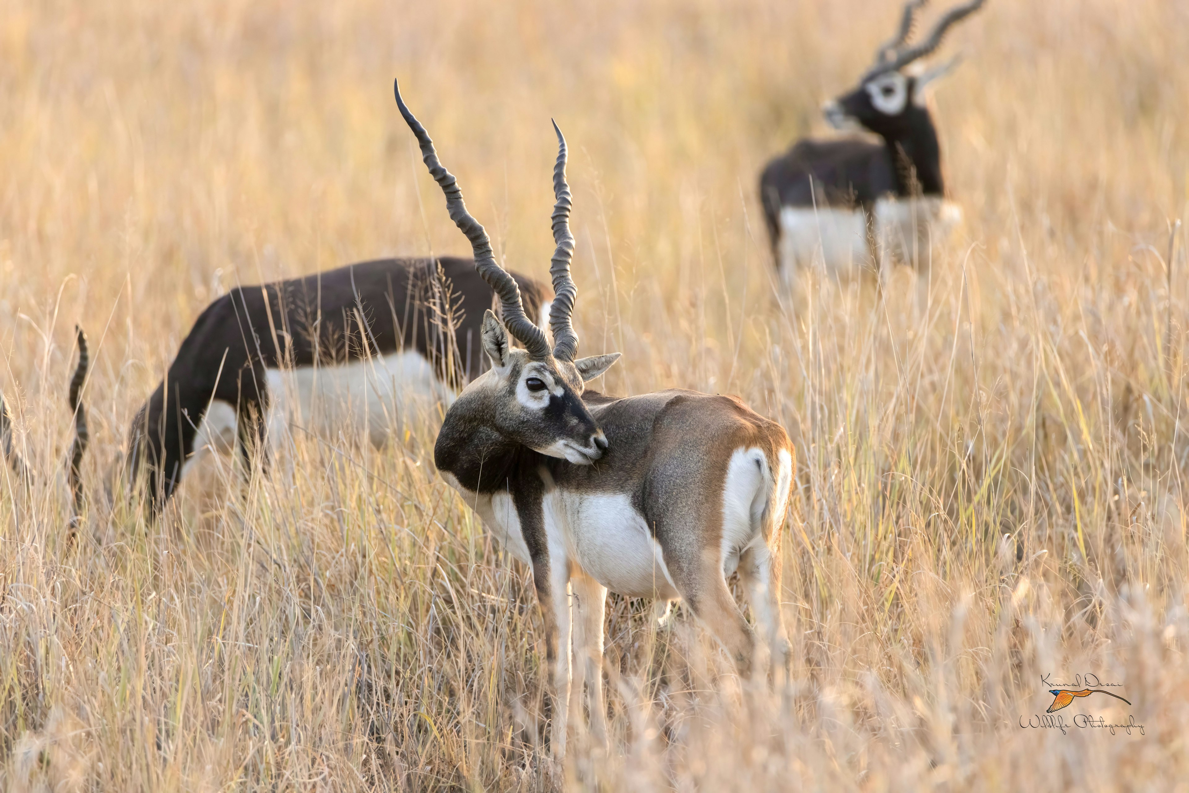 Blackbuck