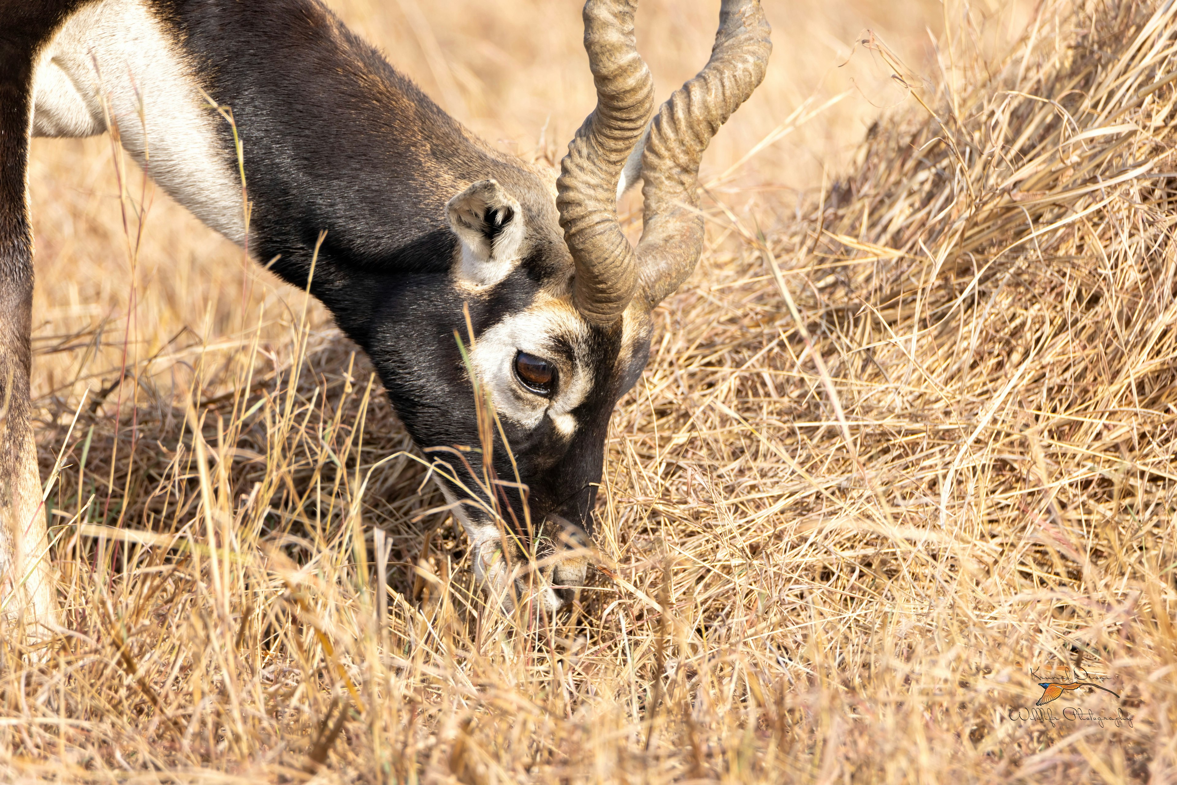 Blackbuck