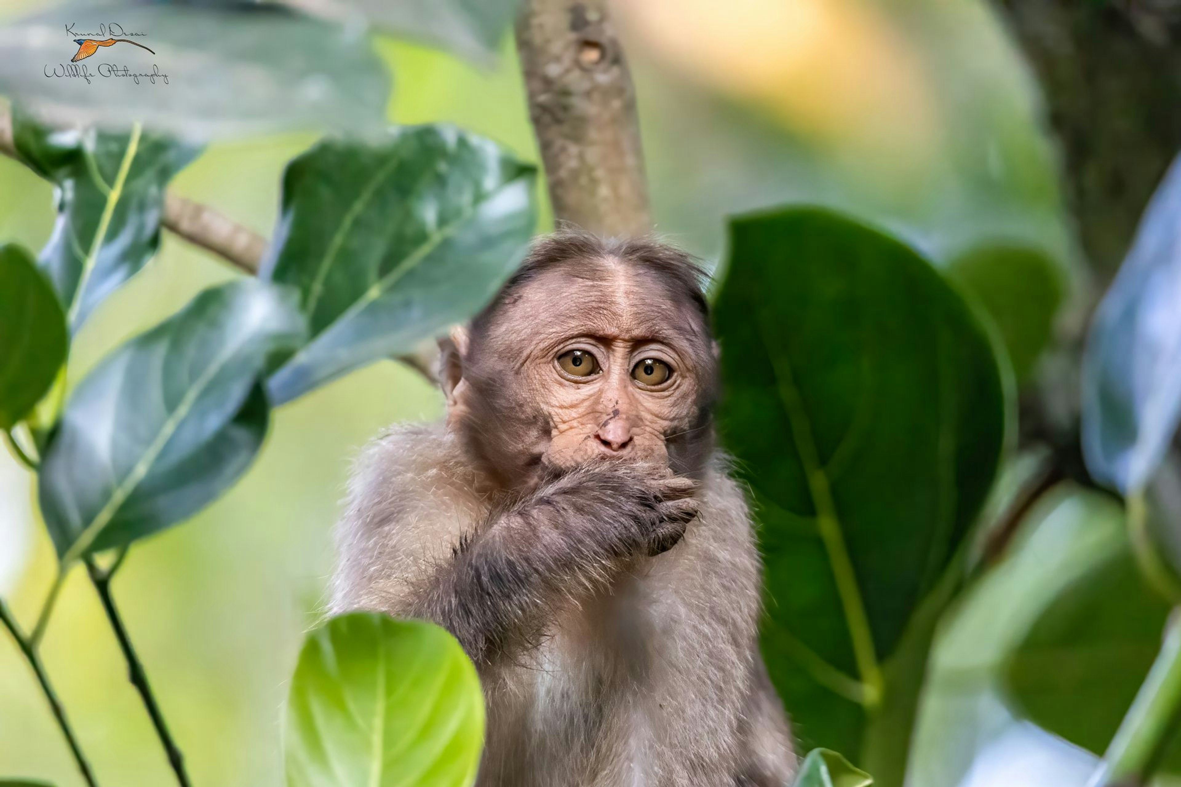 Bonnet macaque