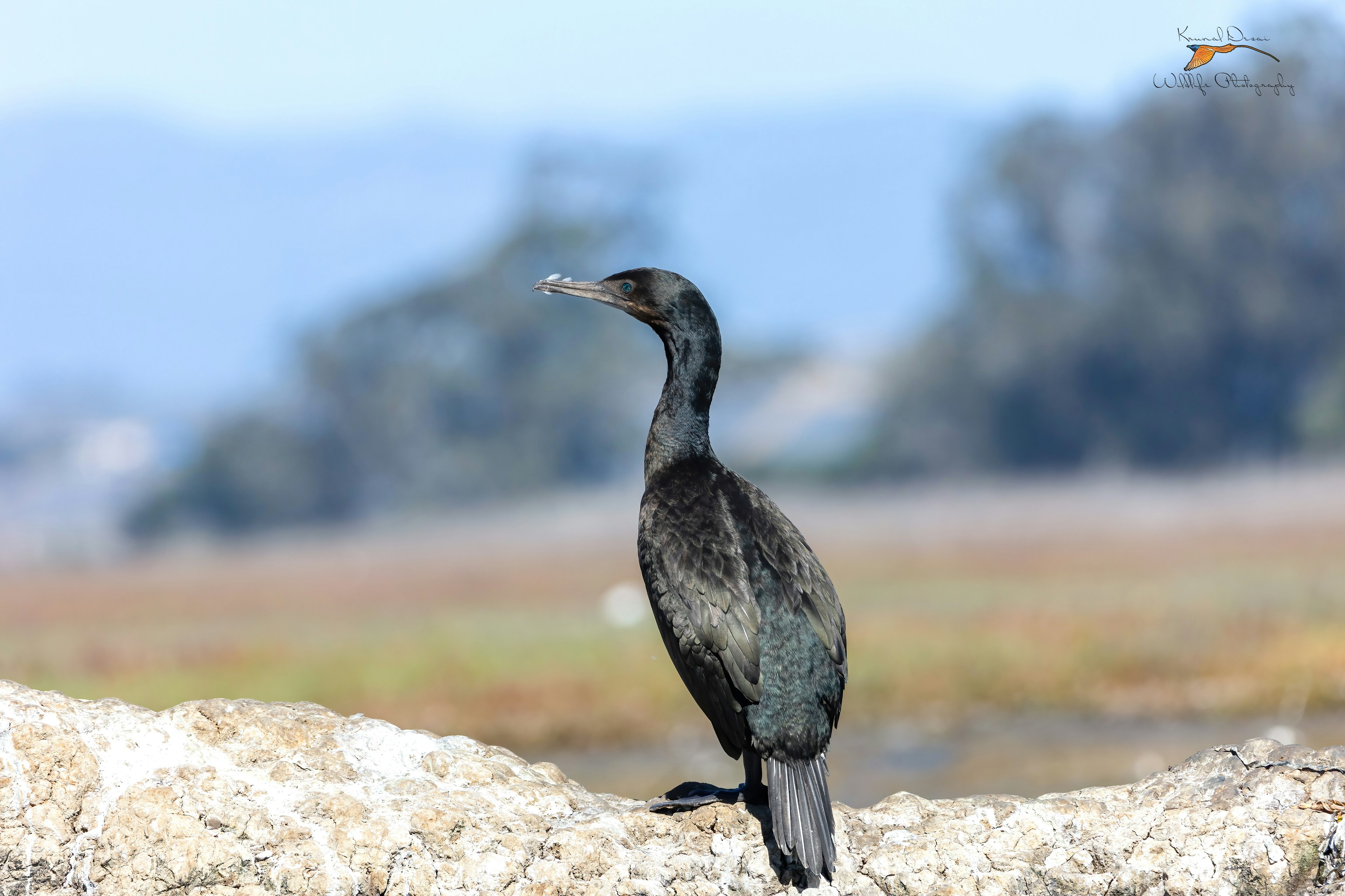 Brandt's cormorant 