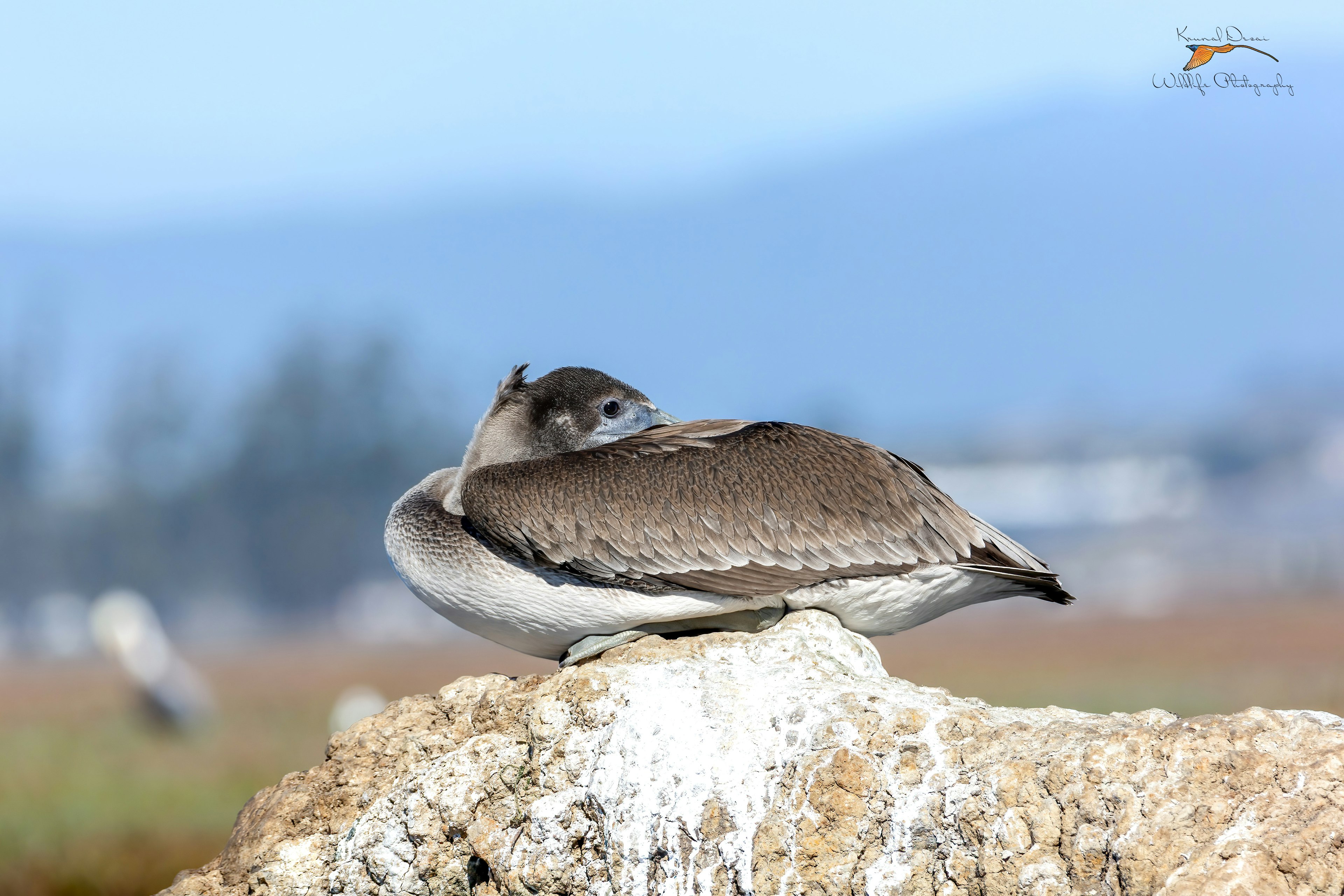 Brown pelican