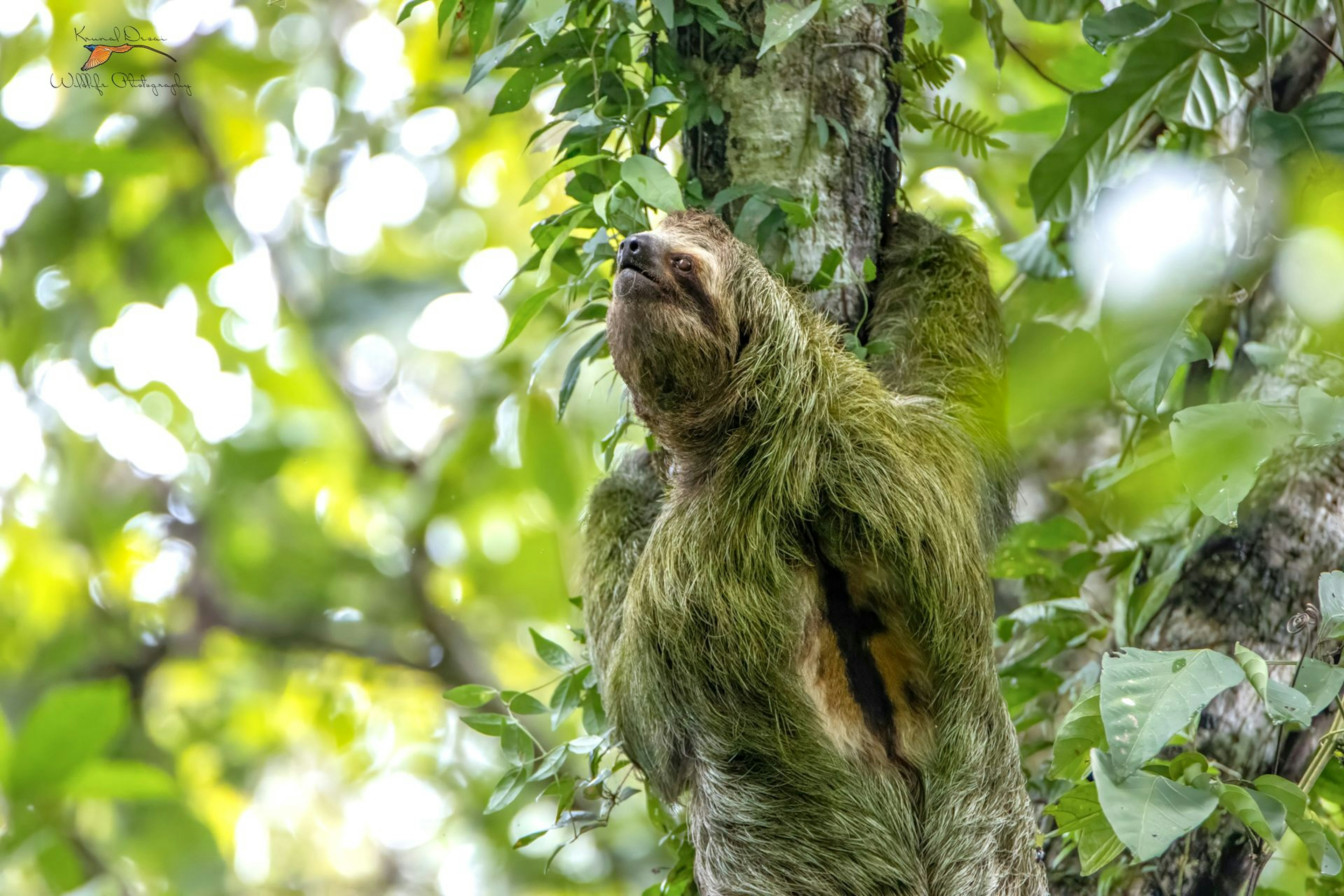 Brown-throated sloth