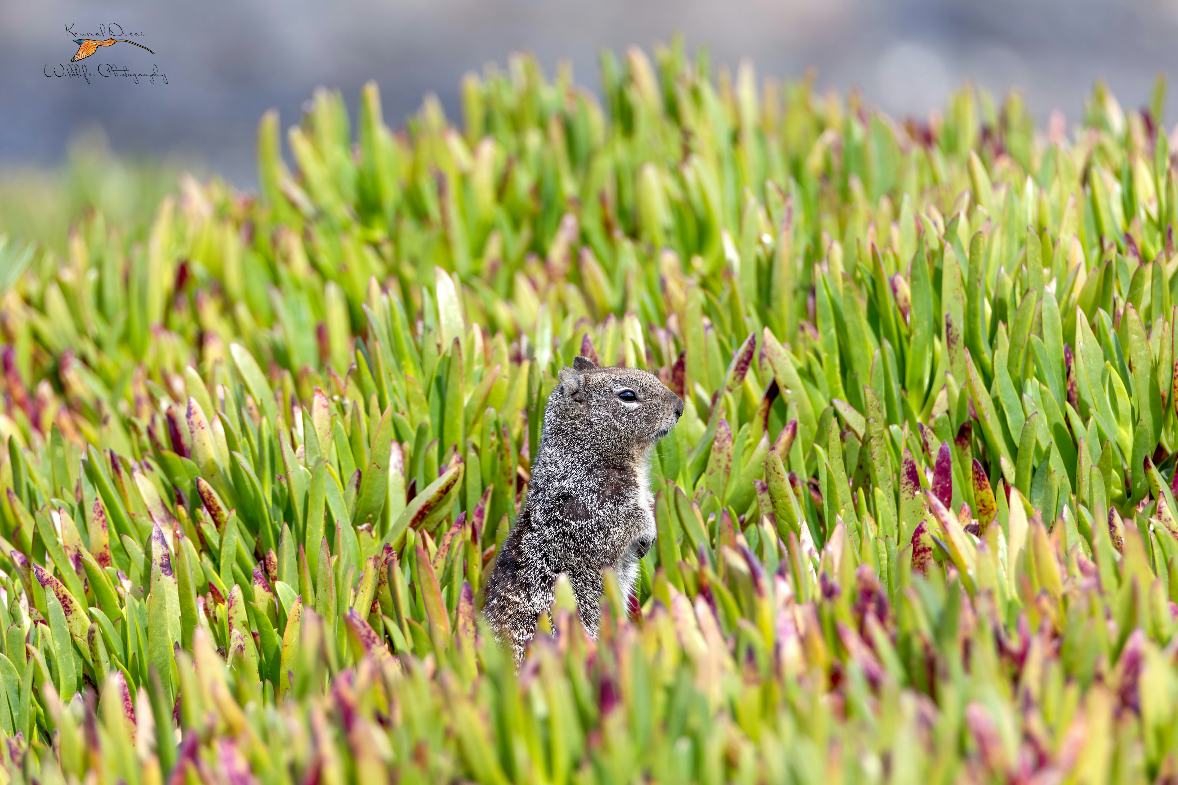 California ground squirrel