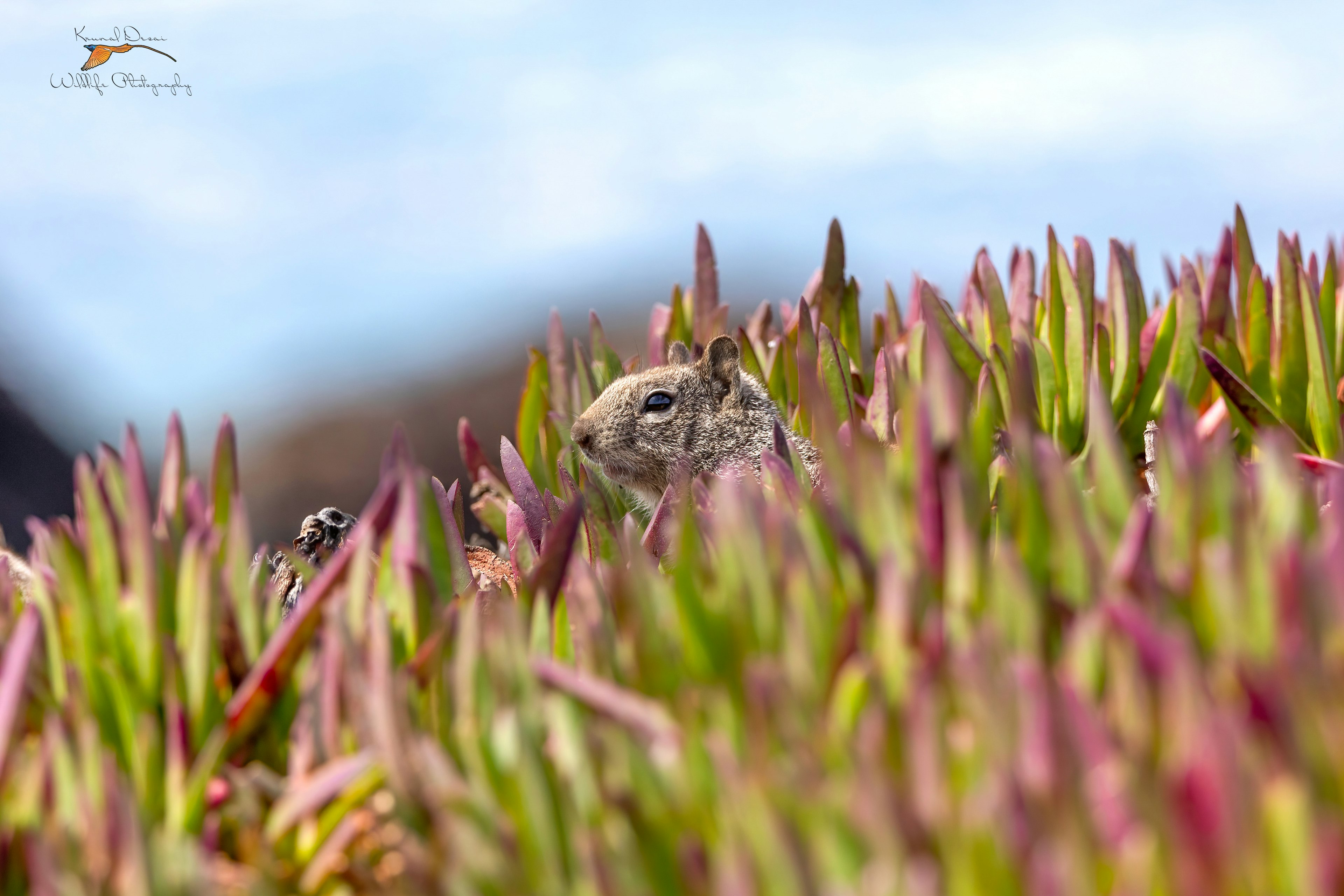 California ground squirrel