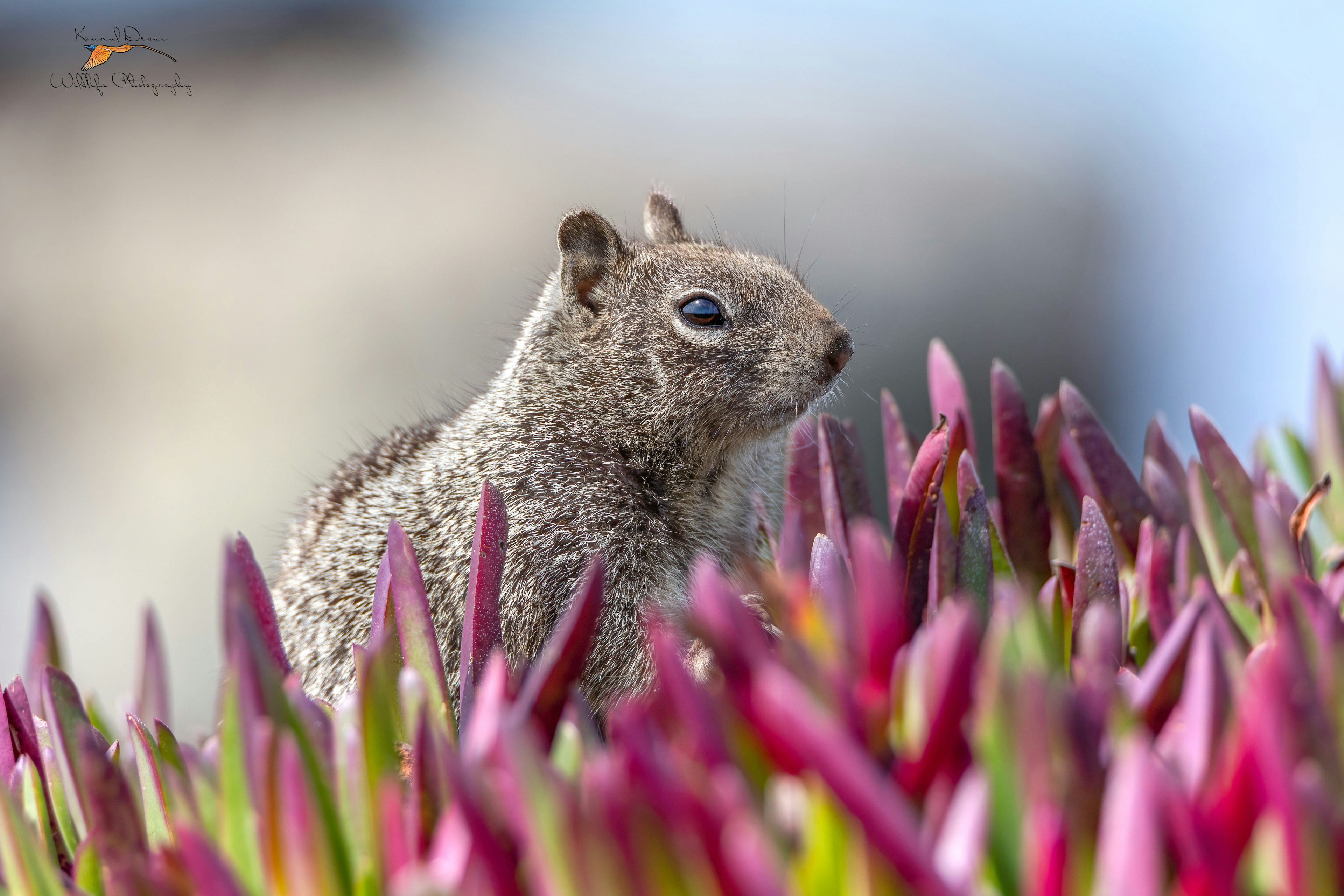 California ground squirrel