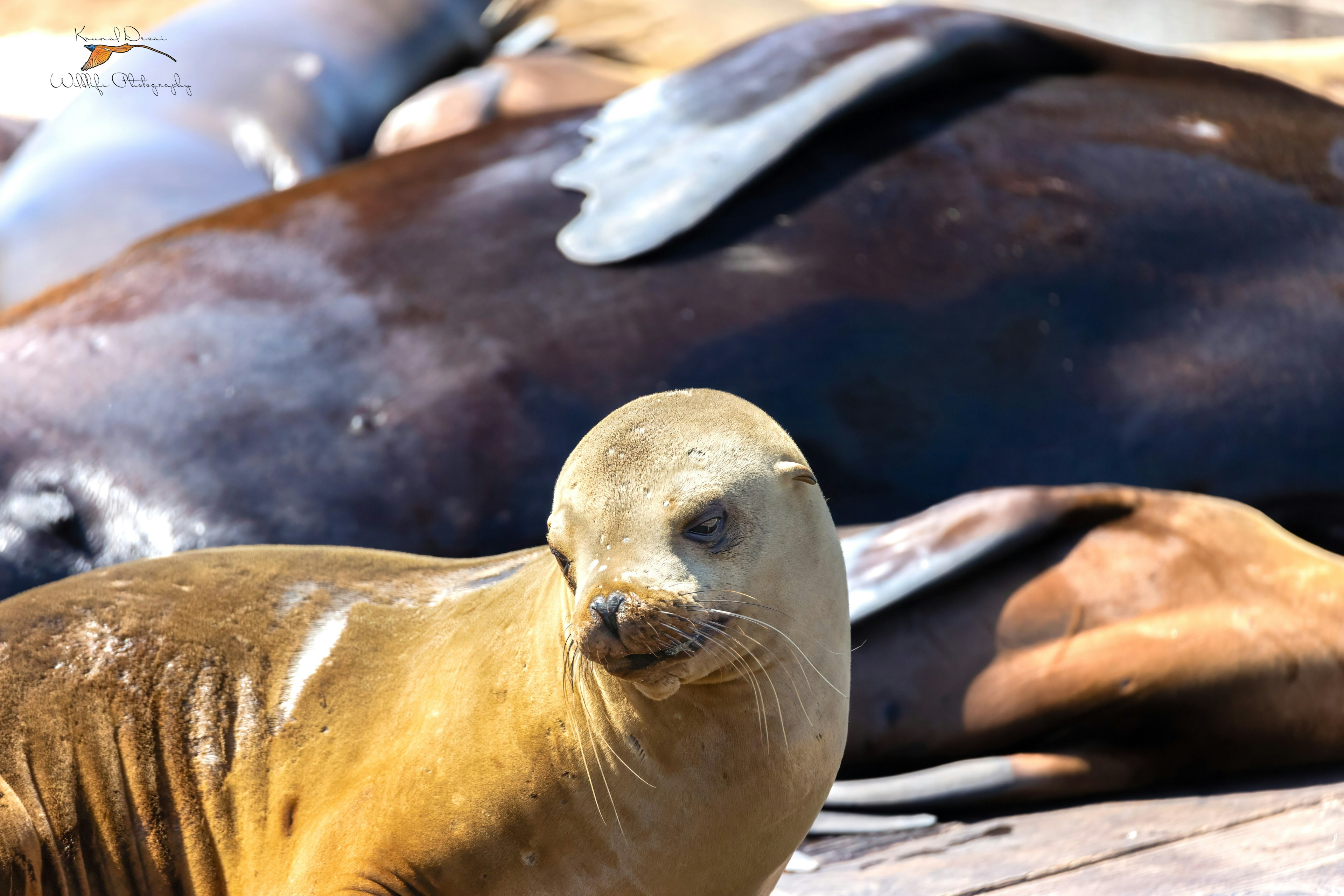 California sea lion