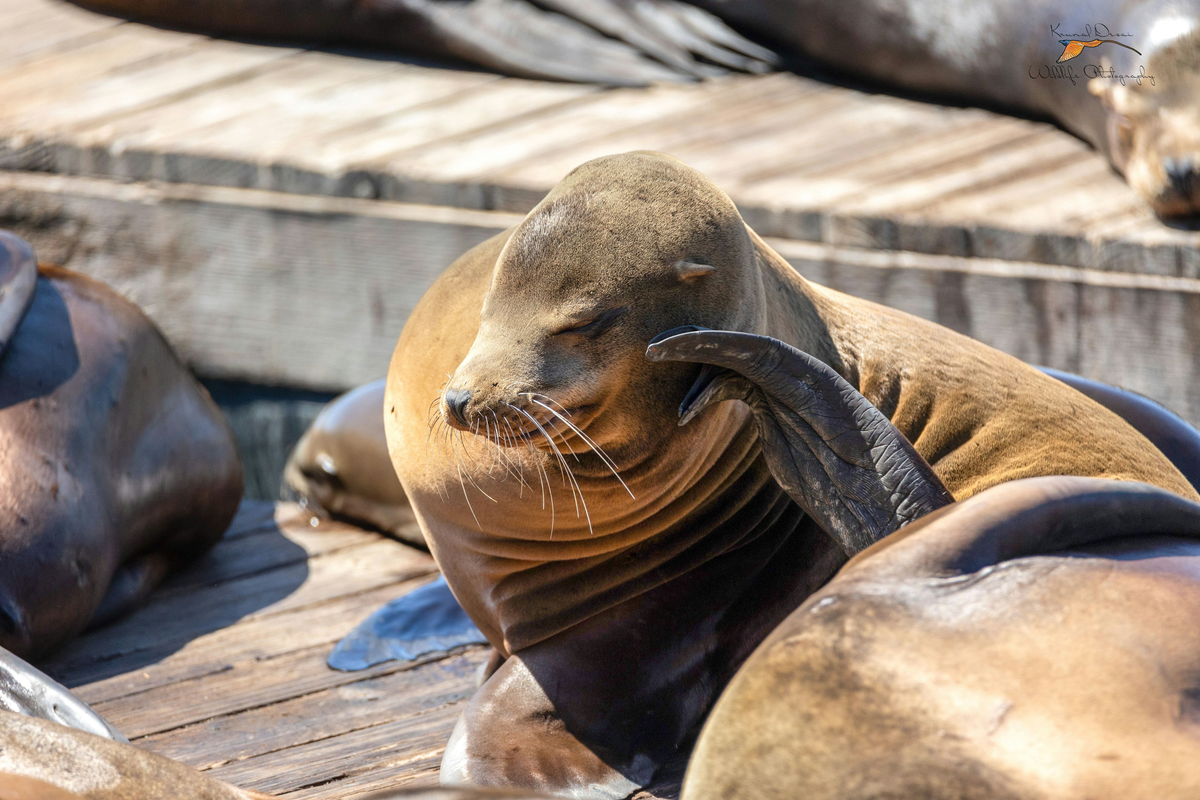 California sea lion