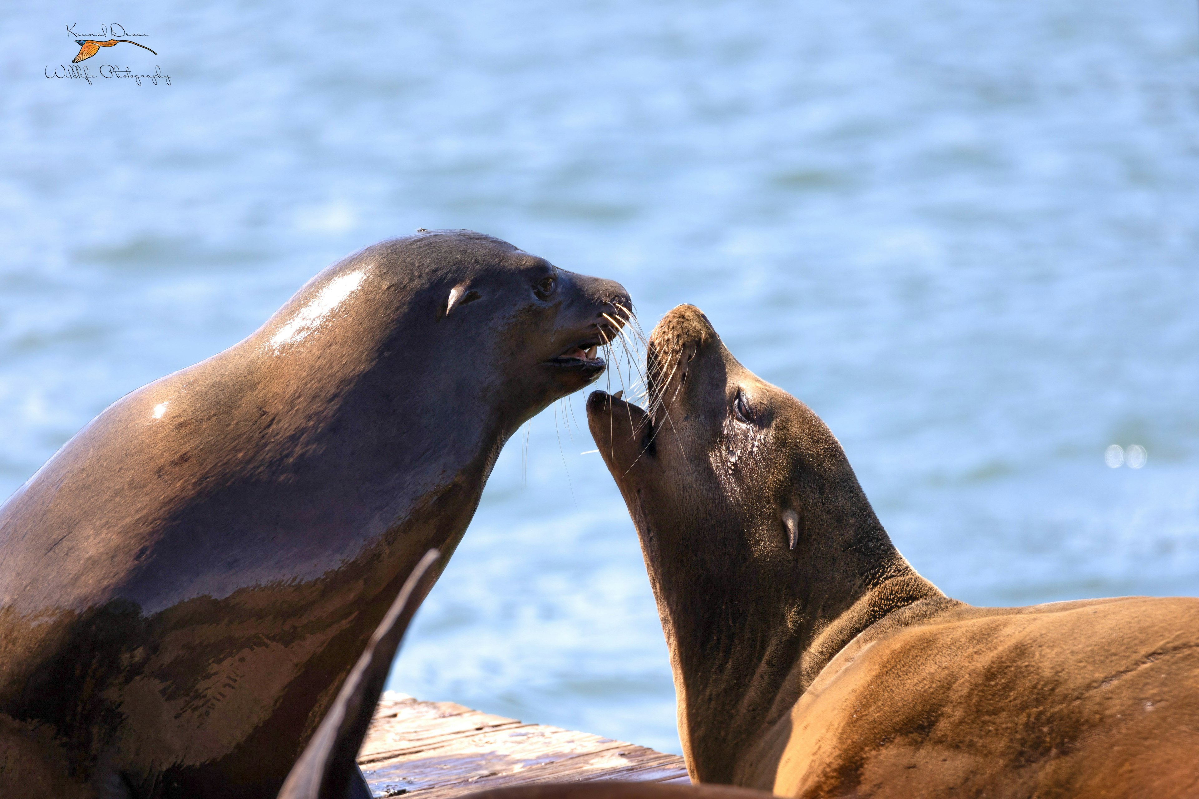 California sea lion