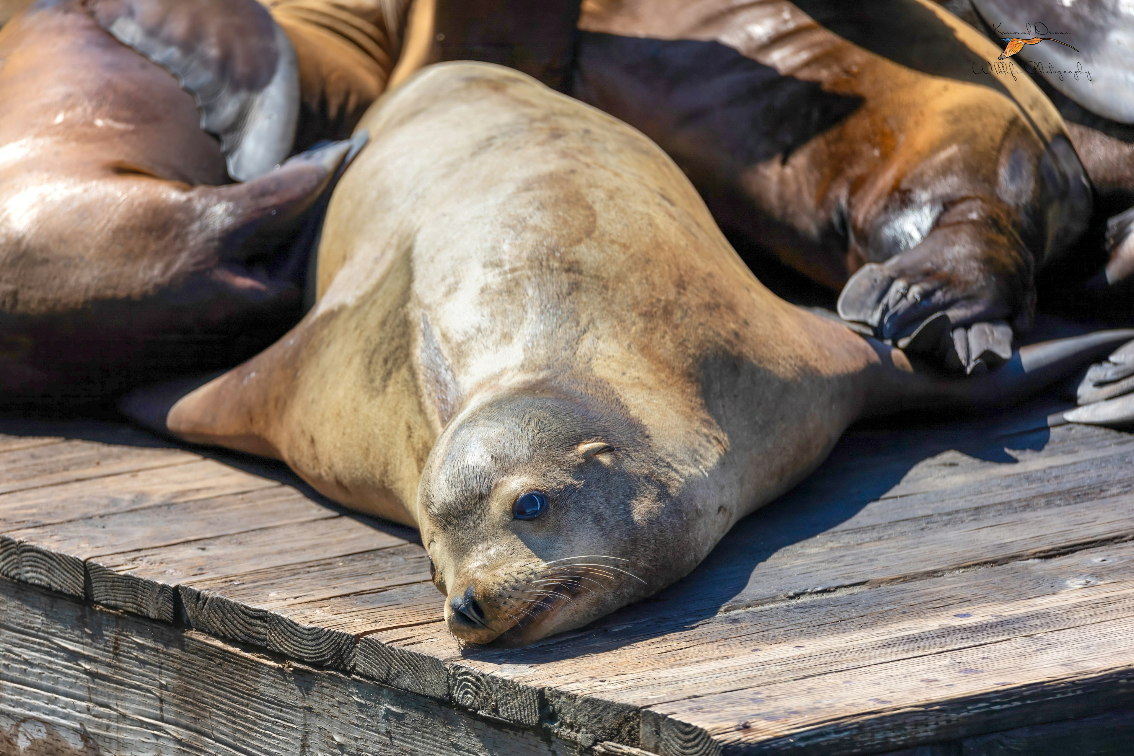 California sea lion