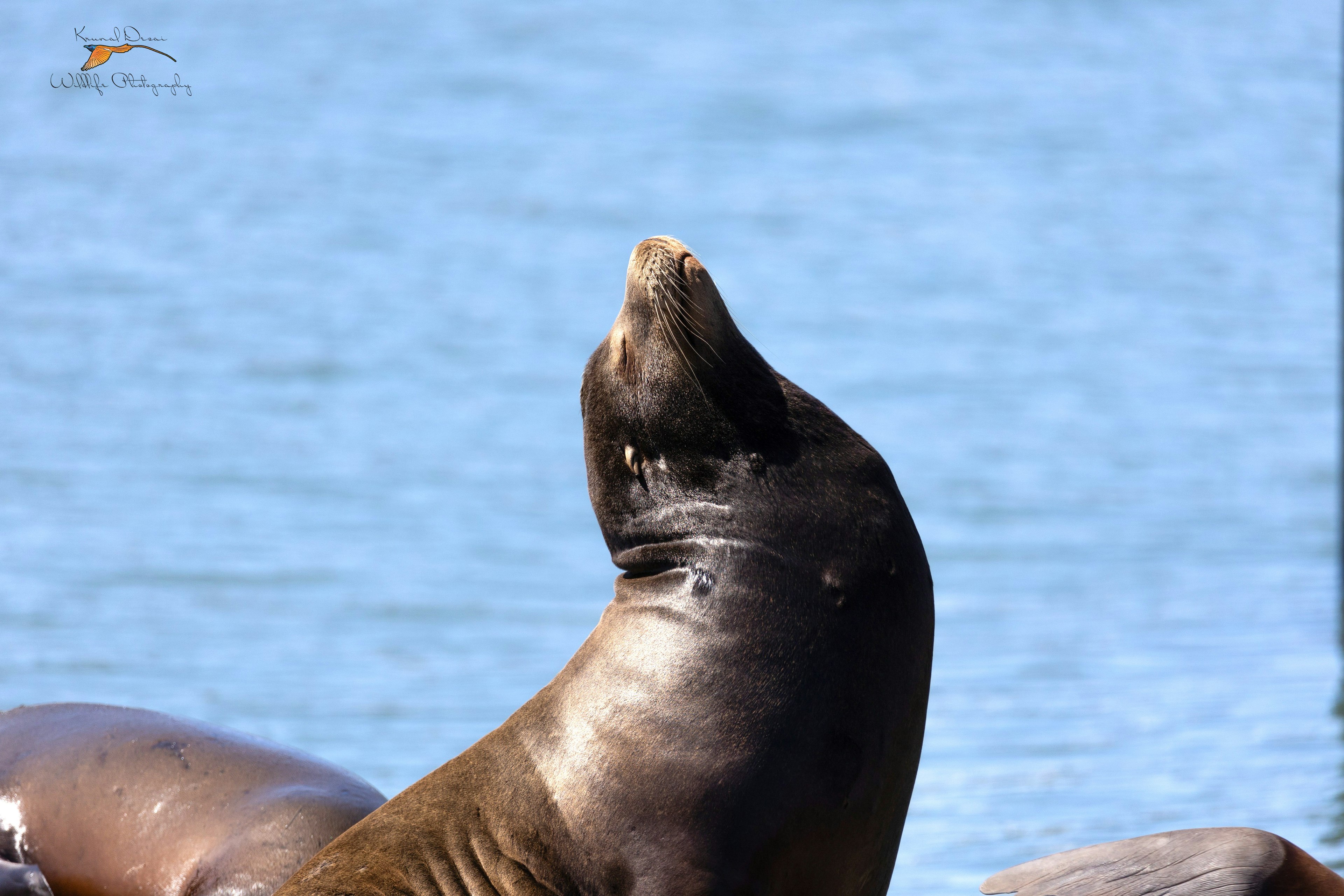 California sea lion