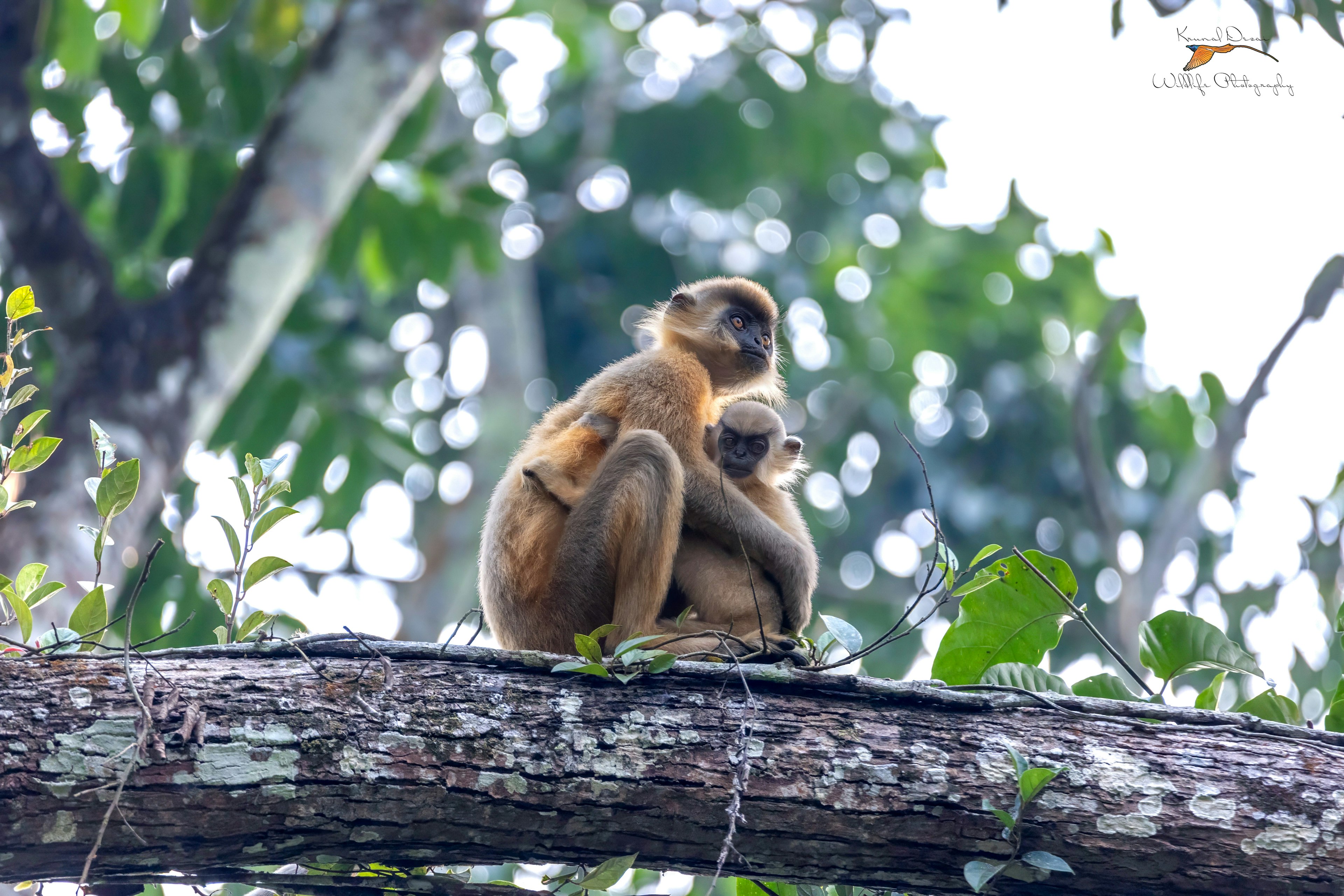 Capped langur