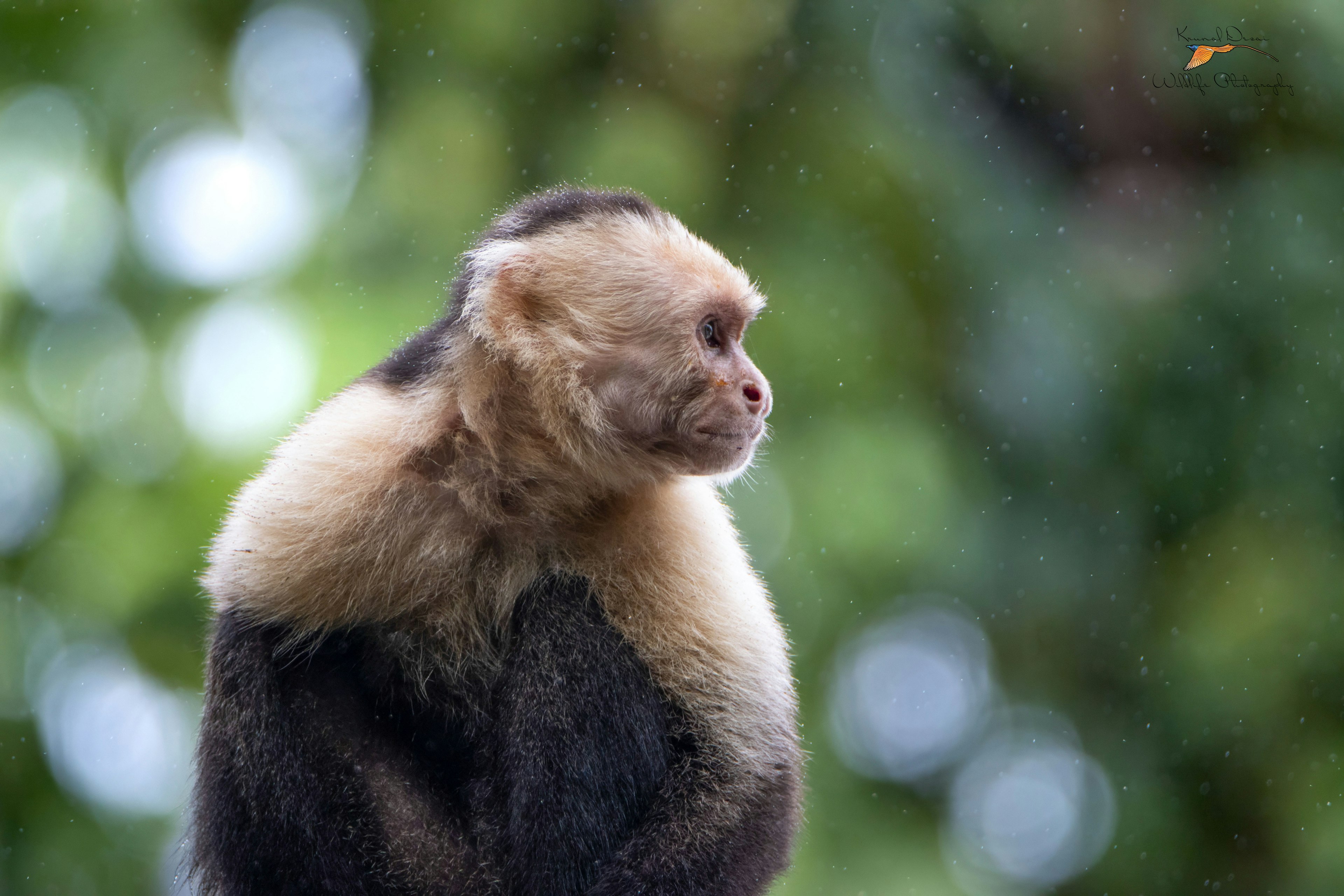 Central American white-faced capuchin