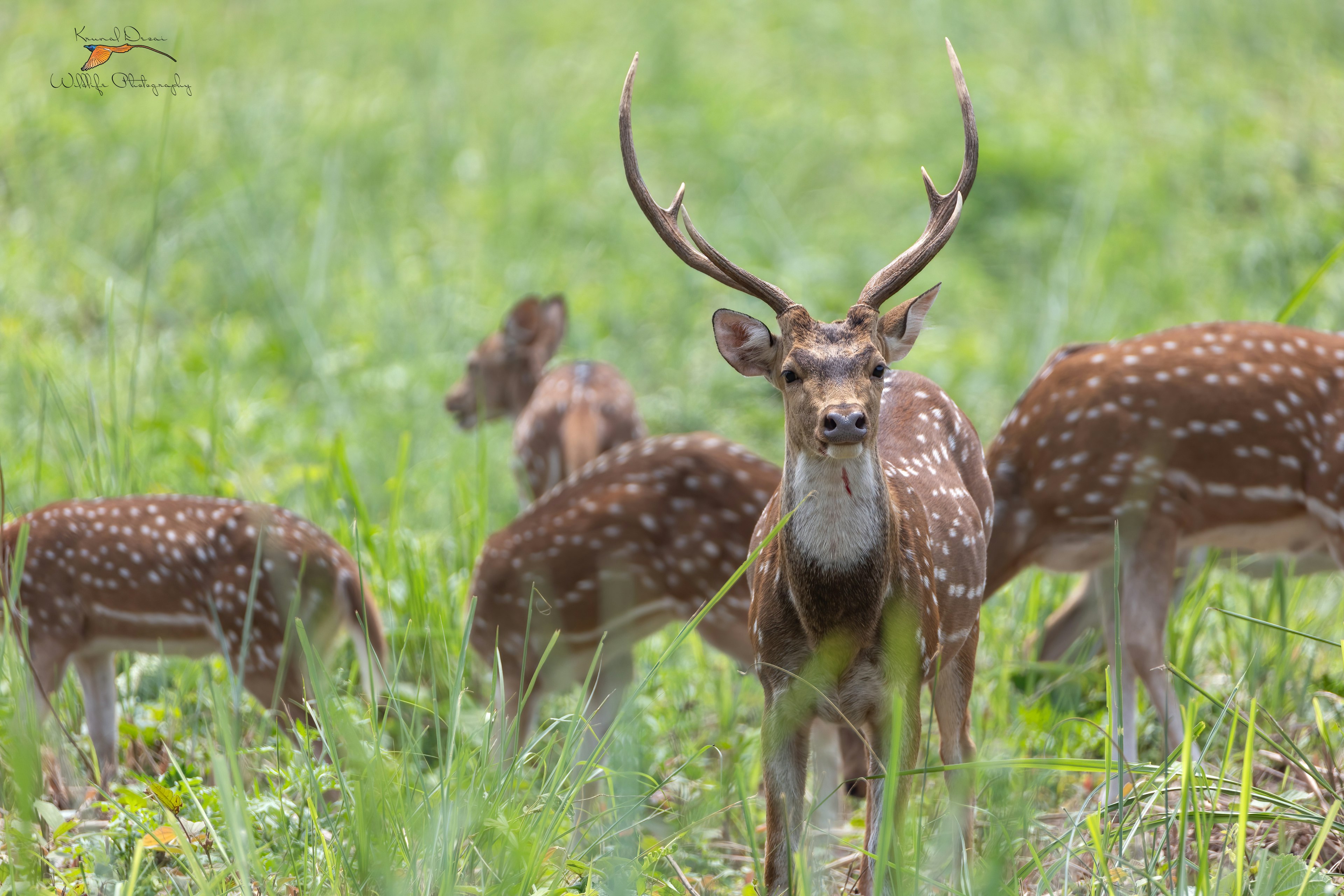 Chital 