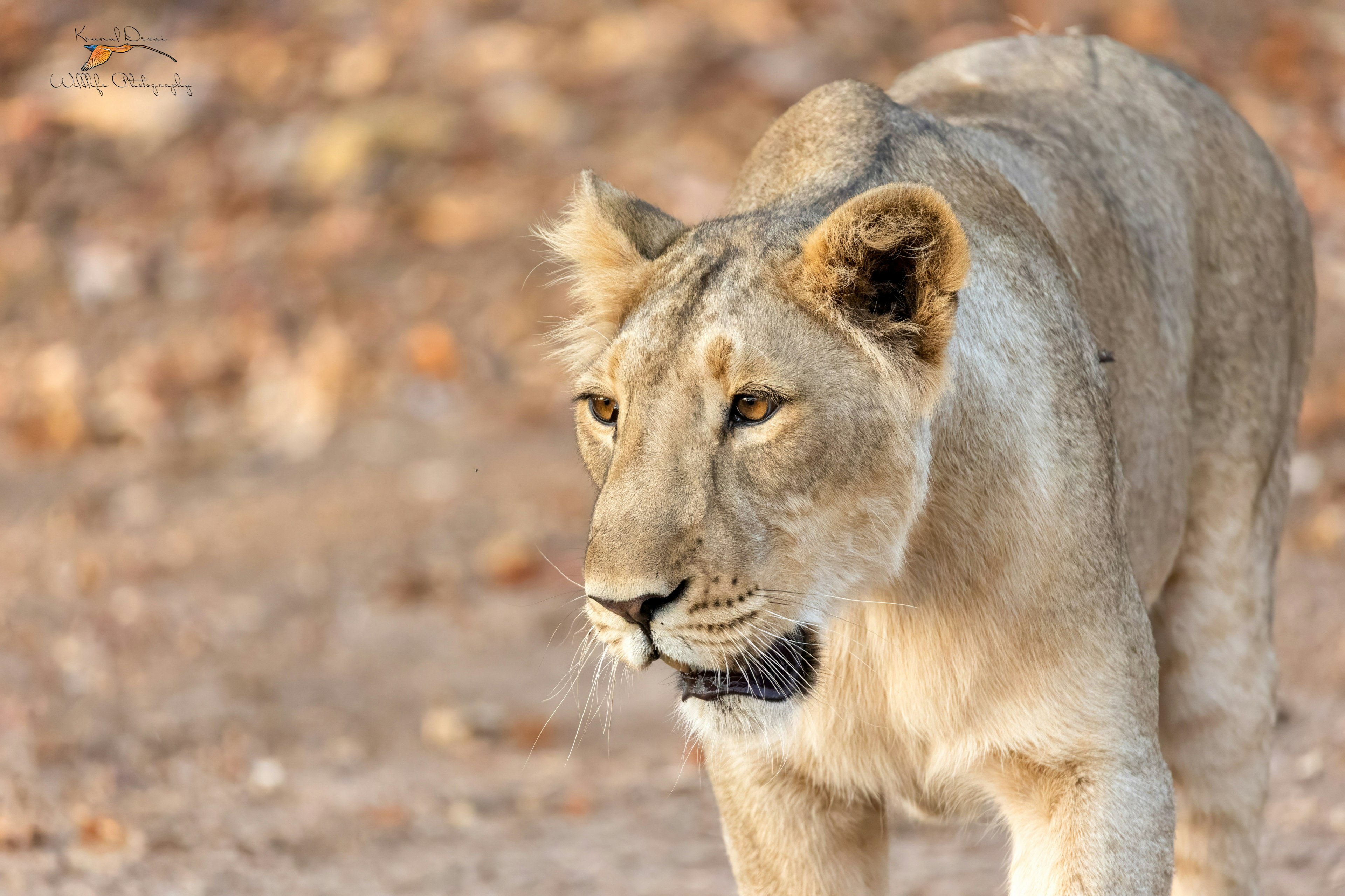 Asiatic lion